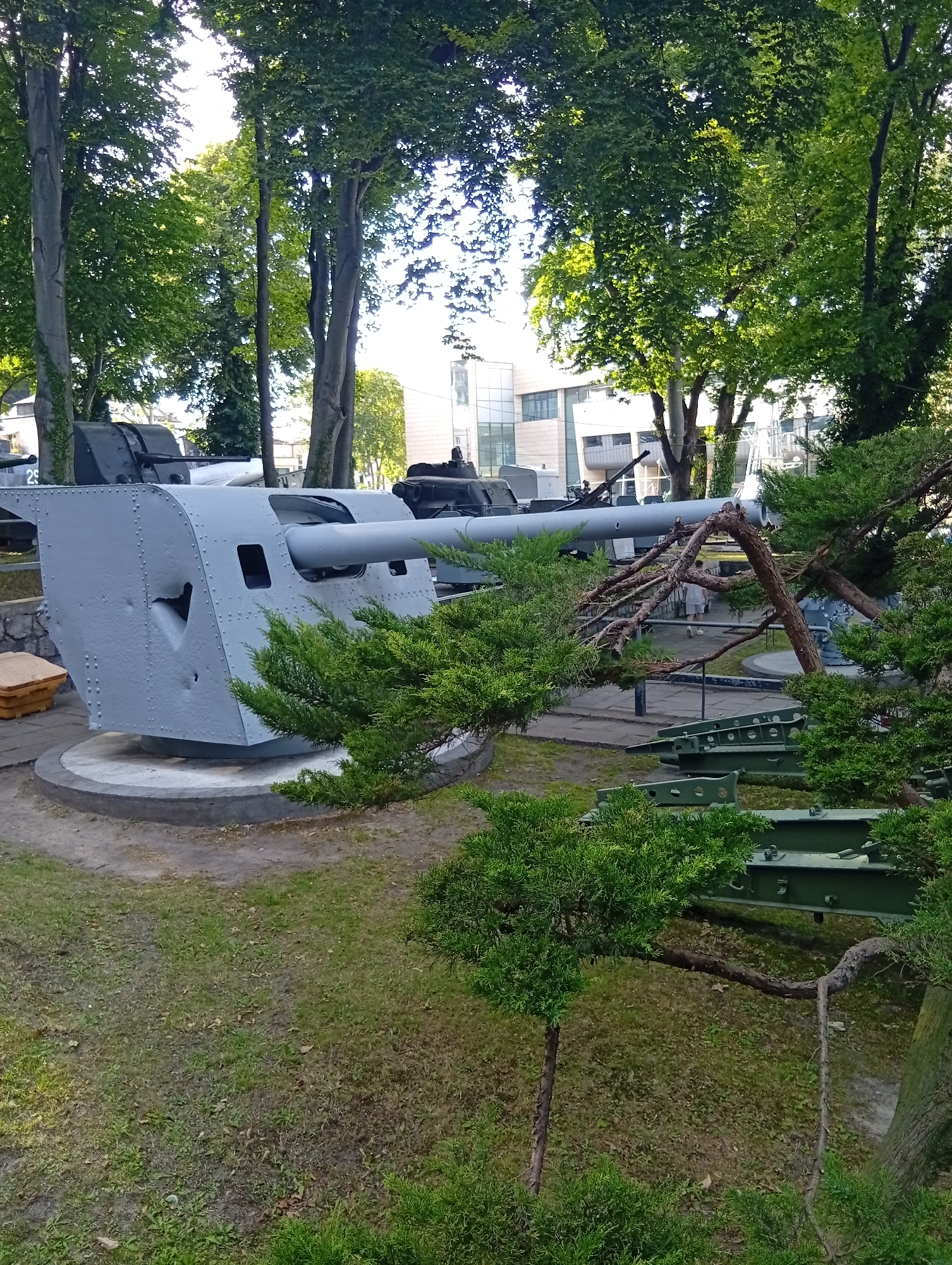 The image depicts an outdoor display of historical artillery pieces, likely at a museum or memorial site in Gdynia, Poland. In the foreground, a large, light gray gun turret with visible damage is prominently displayed on a concrete base. The barrel of the gun extends horizontally. Behind it, another similar gun barrel and turret are visible. In the middle ground, a person is walking away from the viewer. The area is landscaped with grass, trees, and evergreen bushes, including a distinctive, gnarled pine tree in the foreground. Several green metal structures, possibly parts of other artillery pieces or support equipment, are also present. In the background, modern buildings with glass facades suggest an urban setting. The scene is illuminated by natural daylight.