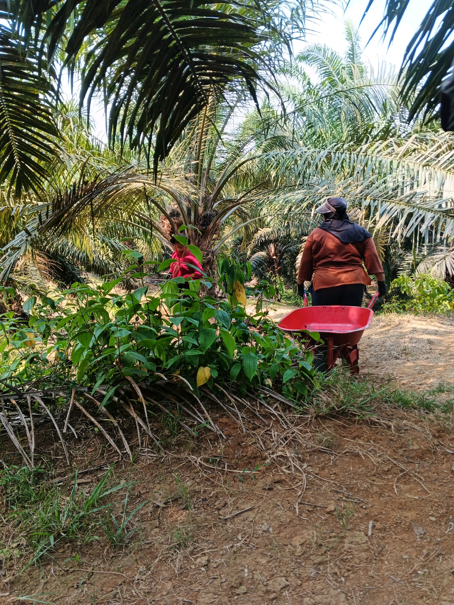 A person, wearing a brown long-sleeved shirt, black pants, a black head covering, a dark cap, and black gloves, is pushing a red wheelbarrow in an outdoor environment. The person is facing away from the camera. The wheelbarrow is positioned in front of the person. To the left of the wheelbarrow is a dense patch of green leafy plants, with some dried palm fronds lying on the ground in front of them. The background consists of numerous palm trees, with their fronds creating a canopy that filters sunlight. The ground is a mix of dirt and dry vegetation. The scene appears to be in a rural or agricultural setting, likely a plantation. The location is identified as Batu Ejung, Indonesia.