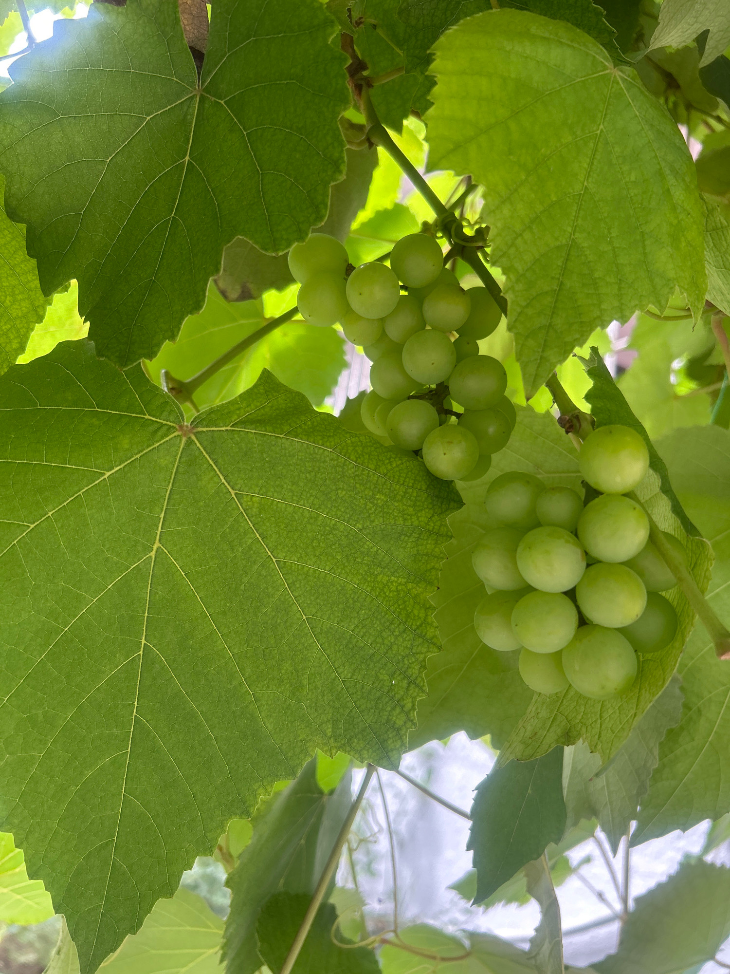 The image shows a close-up of a bunch of green grapes on a vine, surrounded by large, green grape leaves. The lighting suggests it is daytime, with sunlight filtering through the leaves. The background is slightly blurred, but appears to be an outdoor environment, possibly a garden or vineyard. There are no people or visible actions occurring in the image. The image is a still photograph and provides no information about its location in Khirsadoh, India.