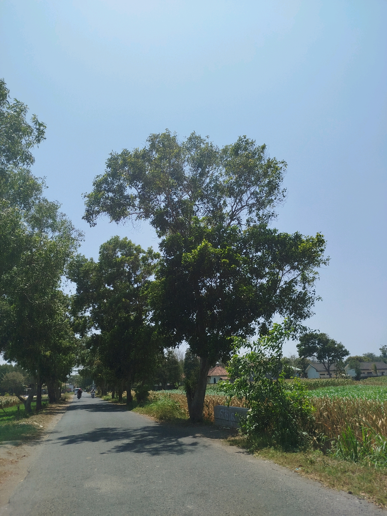 The image depicts a rural road in Setrojenar, Indonesia, under a clear blue sky. The road is paved and appears to be a two-lane street. Lush green trees line both sides of the road, casting dappled shadows on the asphalt. In the foreground, the road stretches towards a vanishing point, with trees forming a canopy overhead. In the middle ground, two motorcycles are visible traveling away from the viewer. Beyond the trees on the right, a field of crops, possibly corn or wheat, is ripening, with some stalks appearing golden-brown. Several houses with white walls and tiled roofs are nestled among the trees in the distance. The overall scene conveys a peaceful, natural environment characteristic of the Indonesian countryside.