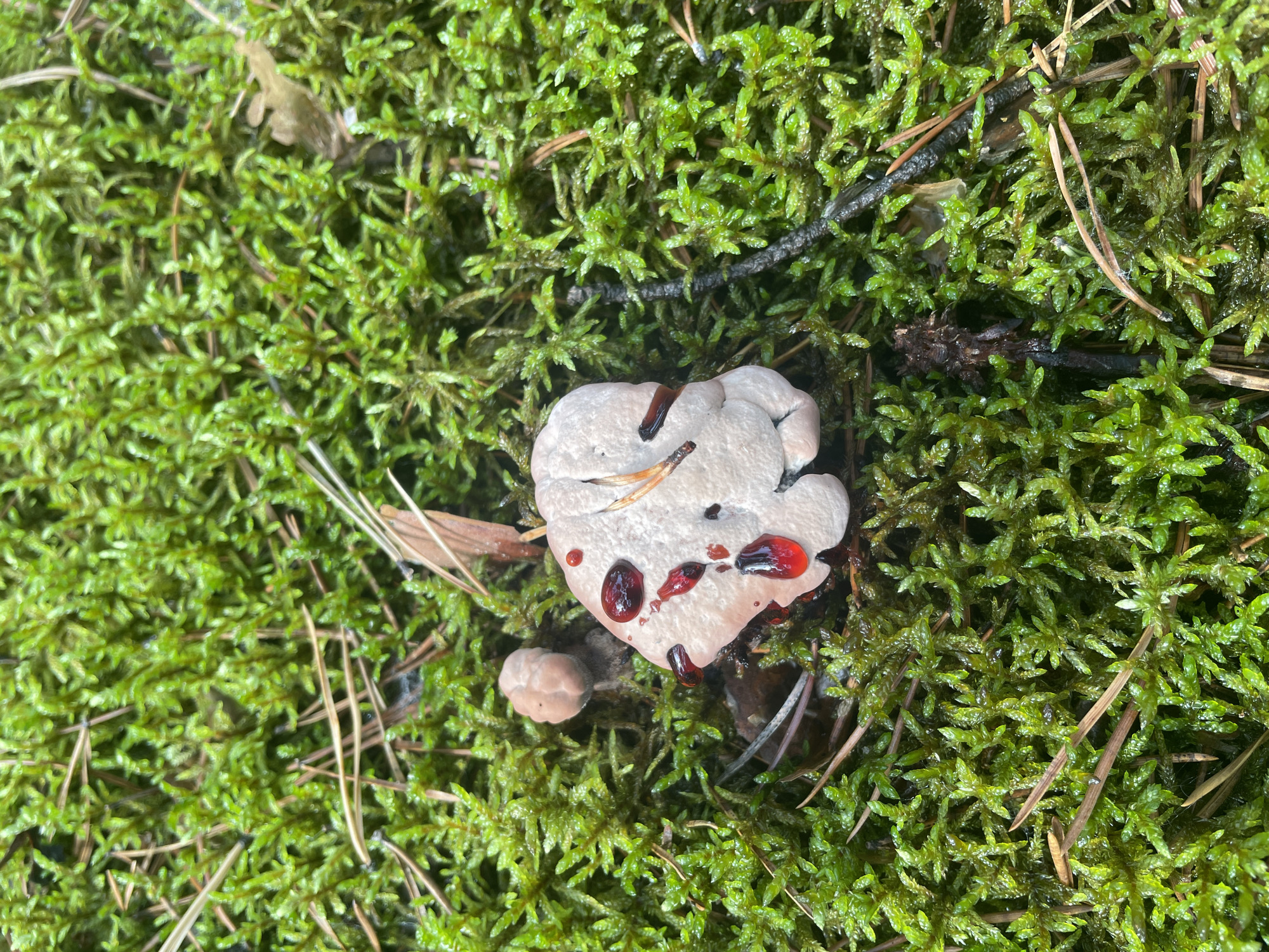 The image depicts a close-up view of a forest floor in Barsovo, Russia, dominated by vibrant green moss. Scattered among the moss are dried pine needles and a few small pieces of organic debris. In the center of the frame, a pale, irregularly shaped object, possibly a damaged fungus or a piece of wood, is visible. It has several drops of a dark red, viscous liquid on its surface. To the left of this object, a small, light-colored, mushroom-like growth is present. The scene suggests a natural, undisturbed environment.