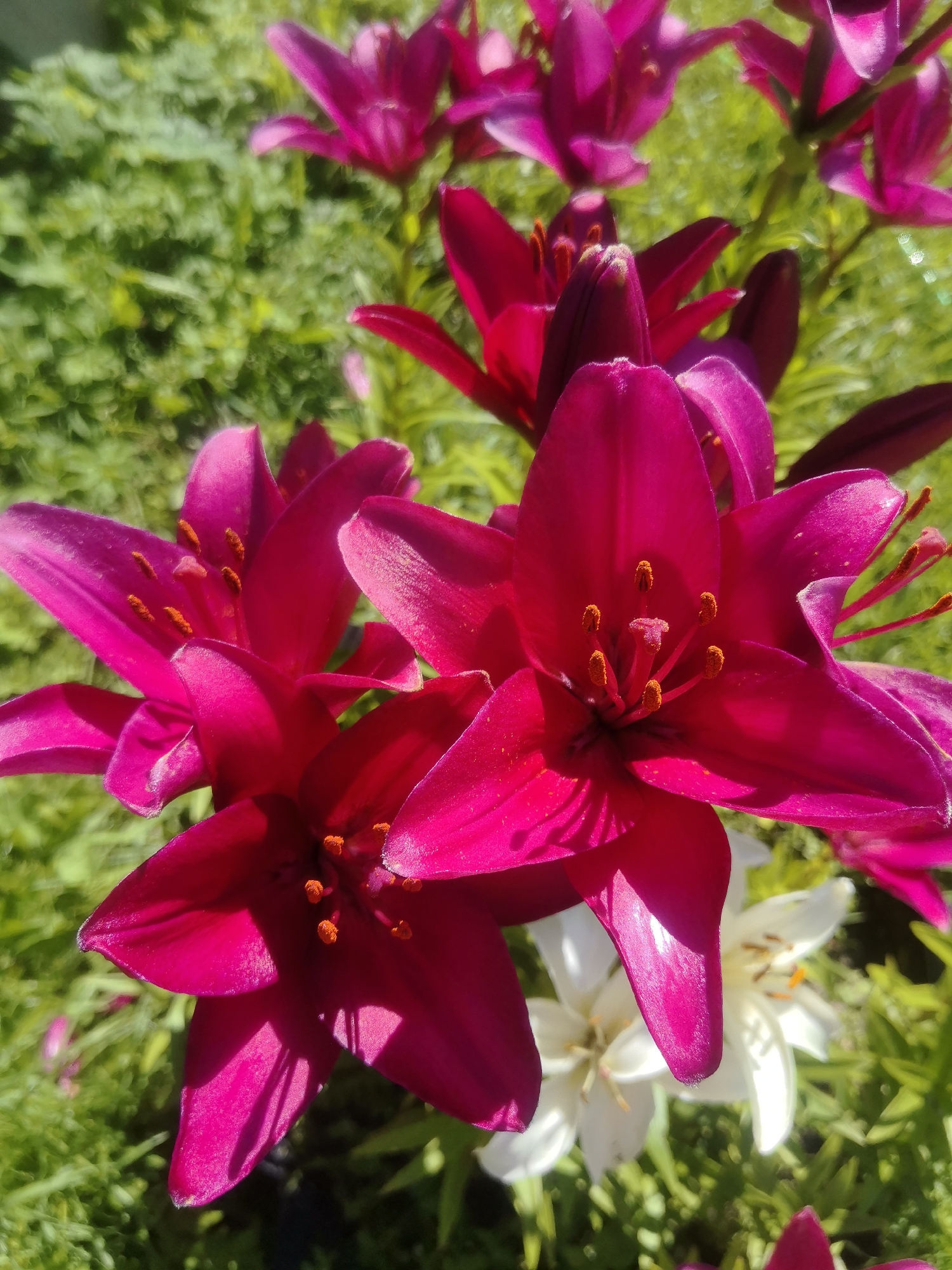 The image displays a close-up view of vibrant pink lilies in bloom, set against a blurred green background of grass and foliage. Several lily blossoms are in focus, showcasing their delicate petals and prominent stamens tipped with orange pollen. The sunlight casts distinct shadows on the petals, suggesting it is a bright, sunny day. In the background, a few white lily flowers are also visible, adding contrast to the dominant pink hues. The setting appears to be an outdoor garden in Kashino, Russia. The overall mood is serene and natural, emphasizing the beauty of the flowers. There is no visible text in the image.