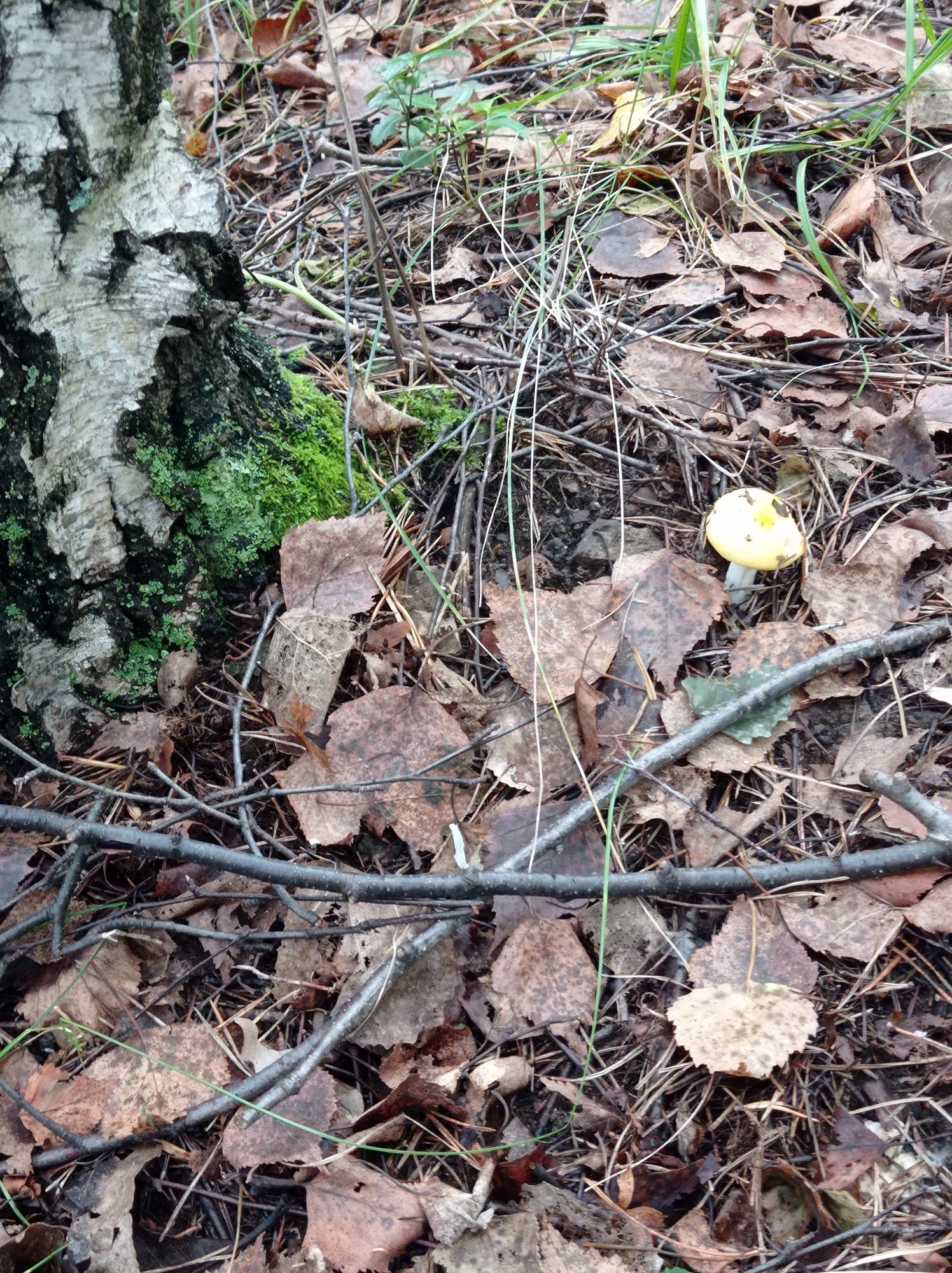 A forest floor scene in Degtyarsk, Russia, displays a natural environment characterized by fallen leaves, twigs, and moss. A portion of a birch tree trunk with peeling white bark and dark fissures is visible on the left, with vibrant green moss growing on its base. Amongst the detritus on the ground, a small, pale yellow mushroom with a white stem is prominent. Several brown, decaying leaves are scattered across the scene, along with numerous thin, dry twigs and some sparse green grass. The overall impression is one of a temperate forest floor, likely during autumn or early winter.