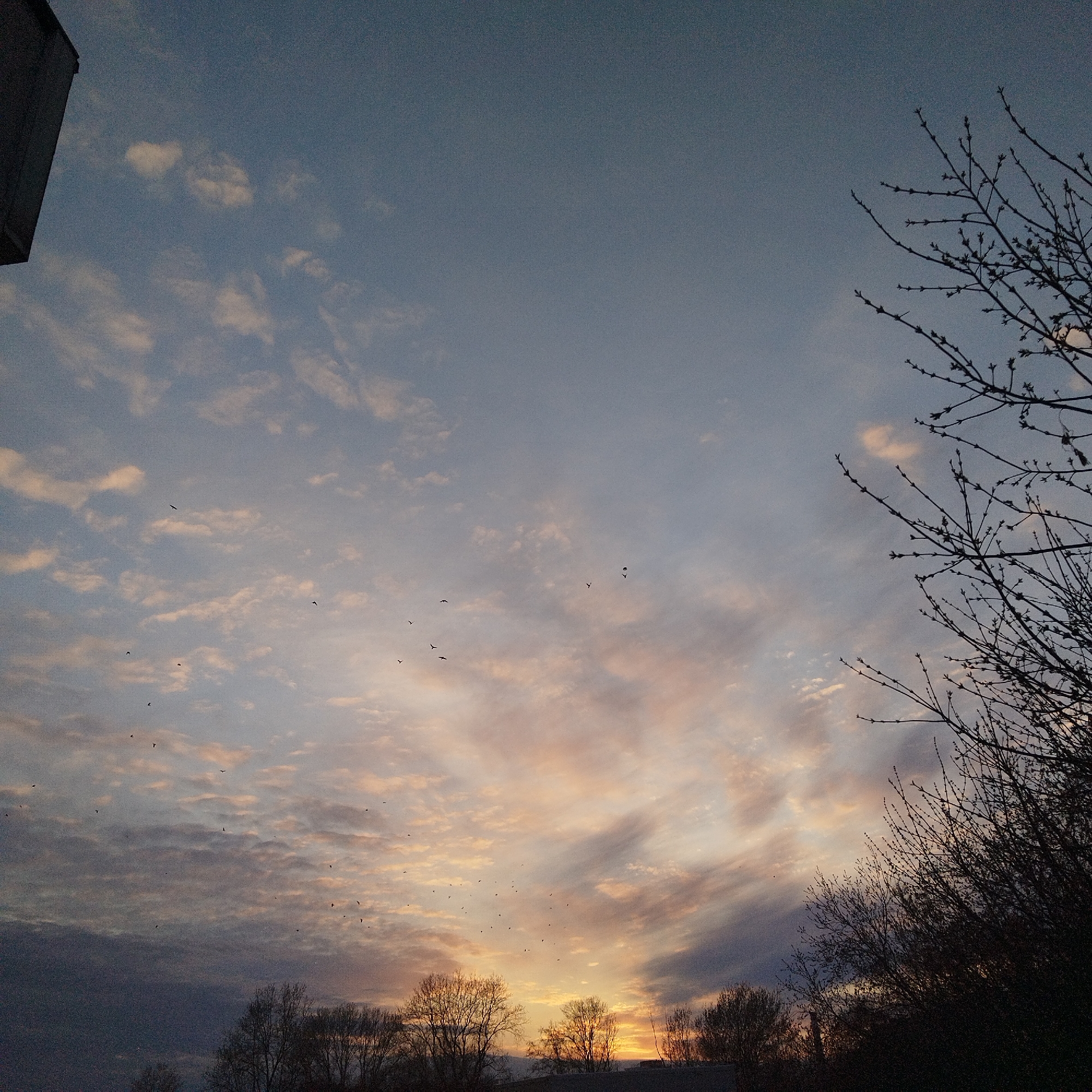 The photograph captures a sky at dusk in Yekaterinburg, Russia. A gradient of colors fills the sky, transitioning from blues to oranges and pinks near the horizon. The clouds are scattered, reflecting the sunset's hues. Silhouetted against the bright horizon are trees with bare branches and a dense bush. Many birds fly in the sky, they are difficult to identify because they are very small. At the top left corner of the frame is part of a building. The image seems to be taken at ground level, emphasizing the view of the sky and silhouetted landscape.