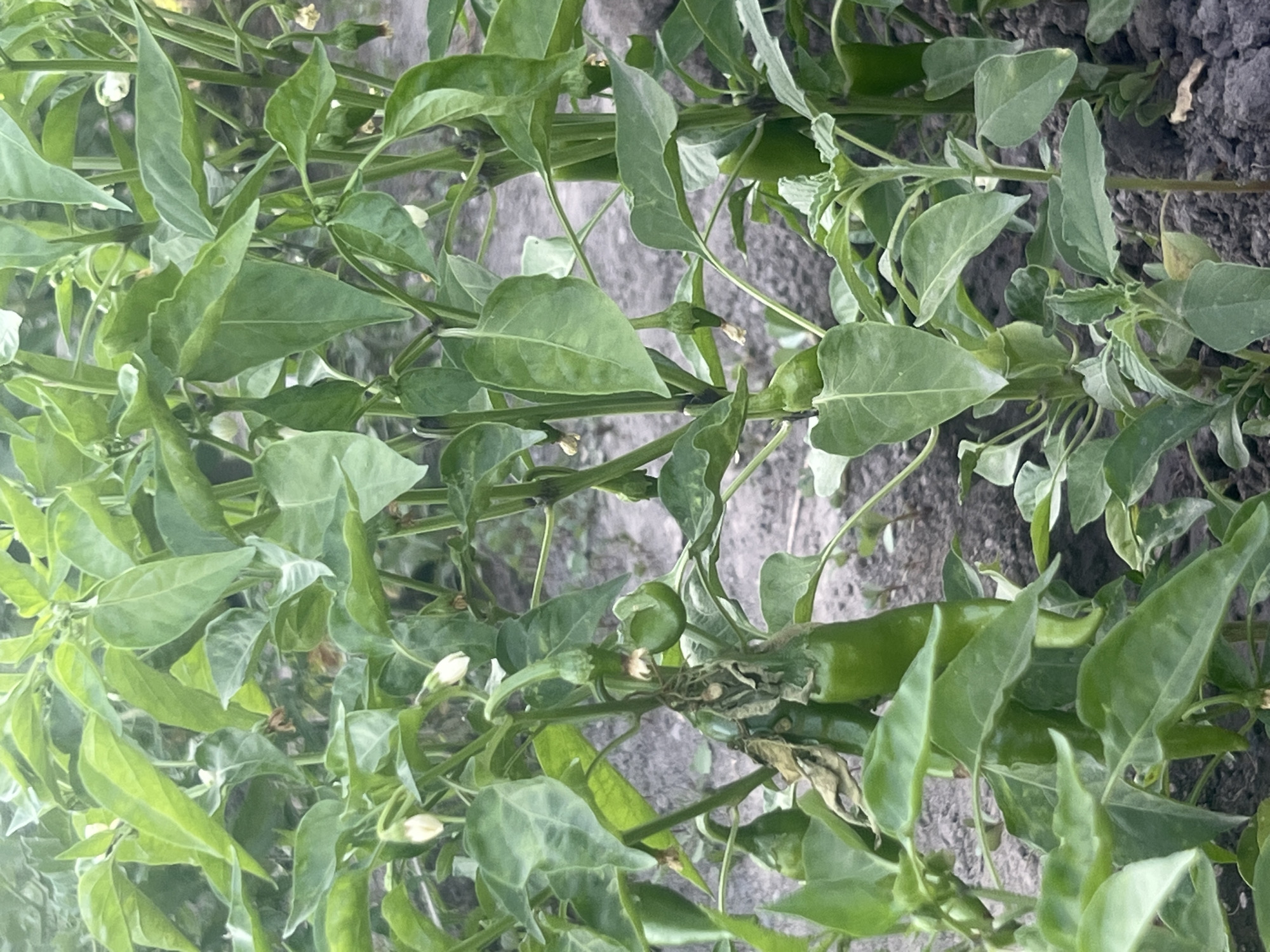 A close-up, low-angle shot shows several green pepper plants growing in dark soil. The plants have many broad, green leaves and stems. Some plants have small, white flowers, and others have small, green peppers growing. The background is out of focus and appears to be more pepper plants or other greenery. The overall scene suggests a garden or agricultural setting. This image was taken in Kara-Balta, Kyrgyzstan.