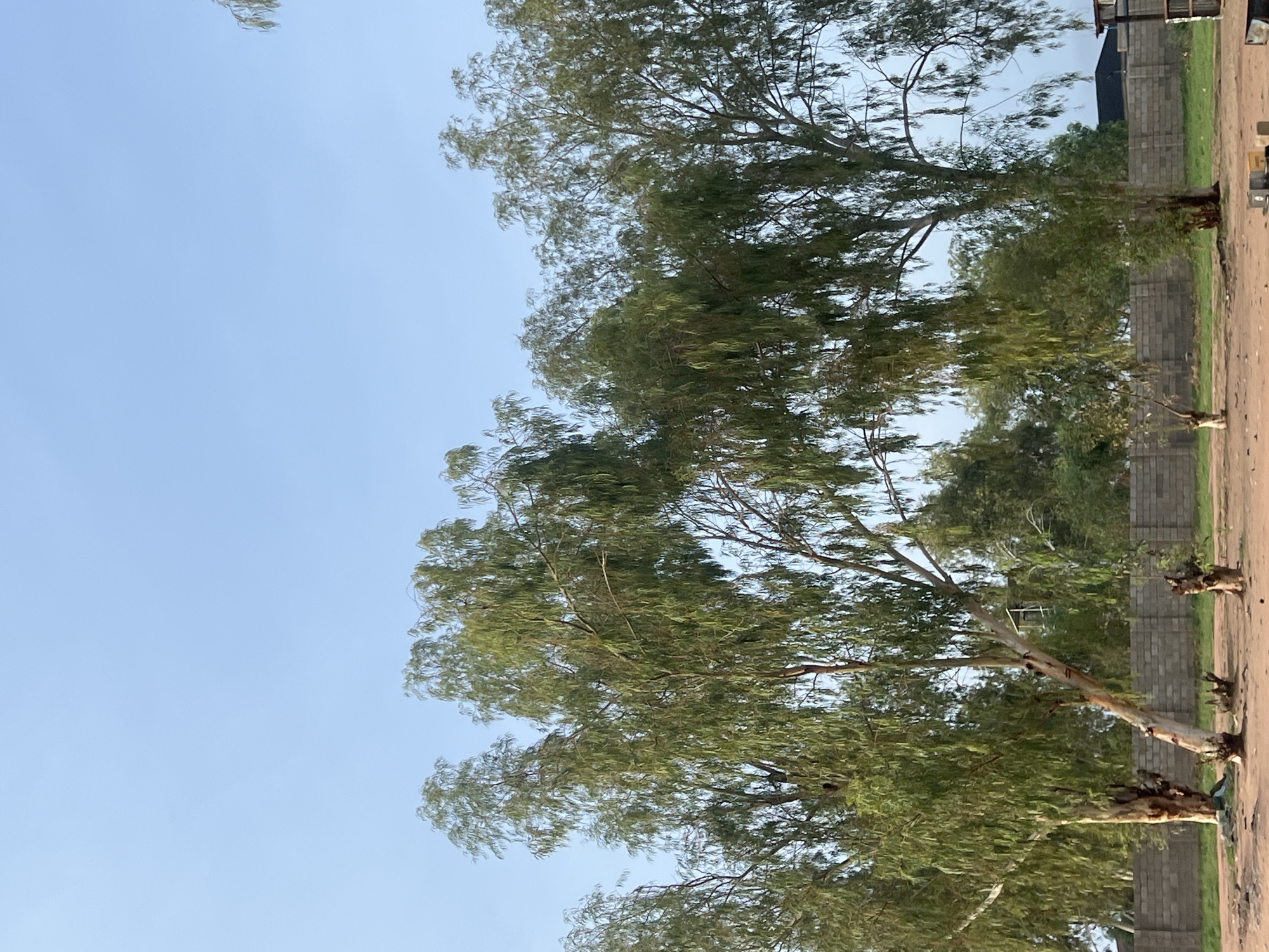 The scene is an outdoor environment with several tall trees with green foliage dominating the foreground. The trees are located alongside a gray concrete block wall. The ground appears to be a mixture of dirt and sparse green vegetation. In the background, there is a clear blue sky. The image appears to have been taken during daylight hours. The location is in Kporva, Nigeria.