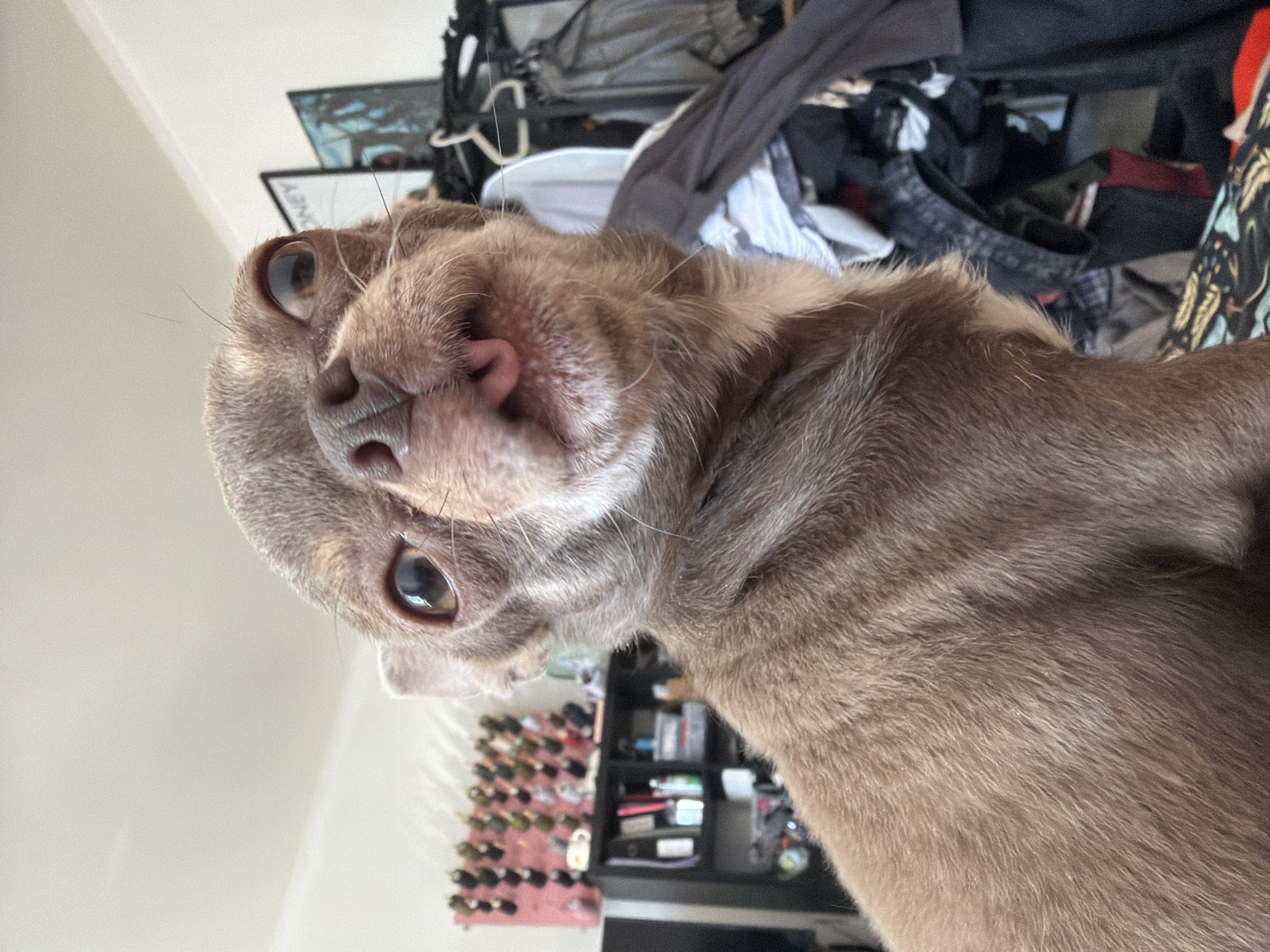 A close-up, tilted shot of a small, light brown dog with a pink nose and large brown eyes. The dog's head is angled towards the camera. The background includes a messy bed with clothes piled on it, some framed pictures on the wall, and a black bookshelf holding various items. The location in the city of Saint Petersburg, Russia, is not discernible from the given image.