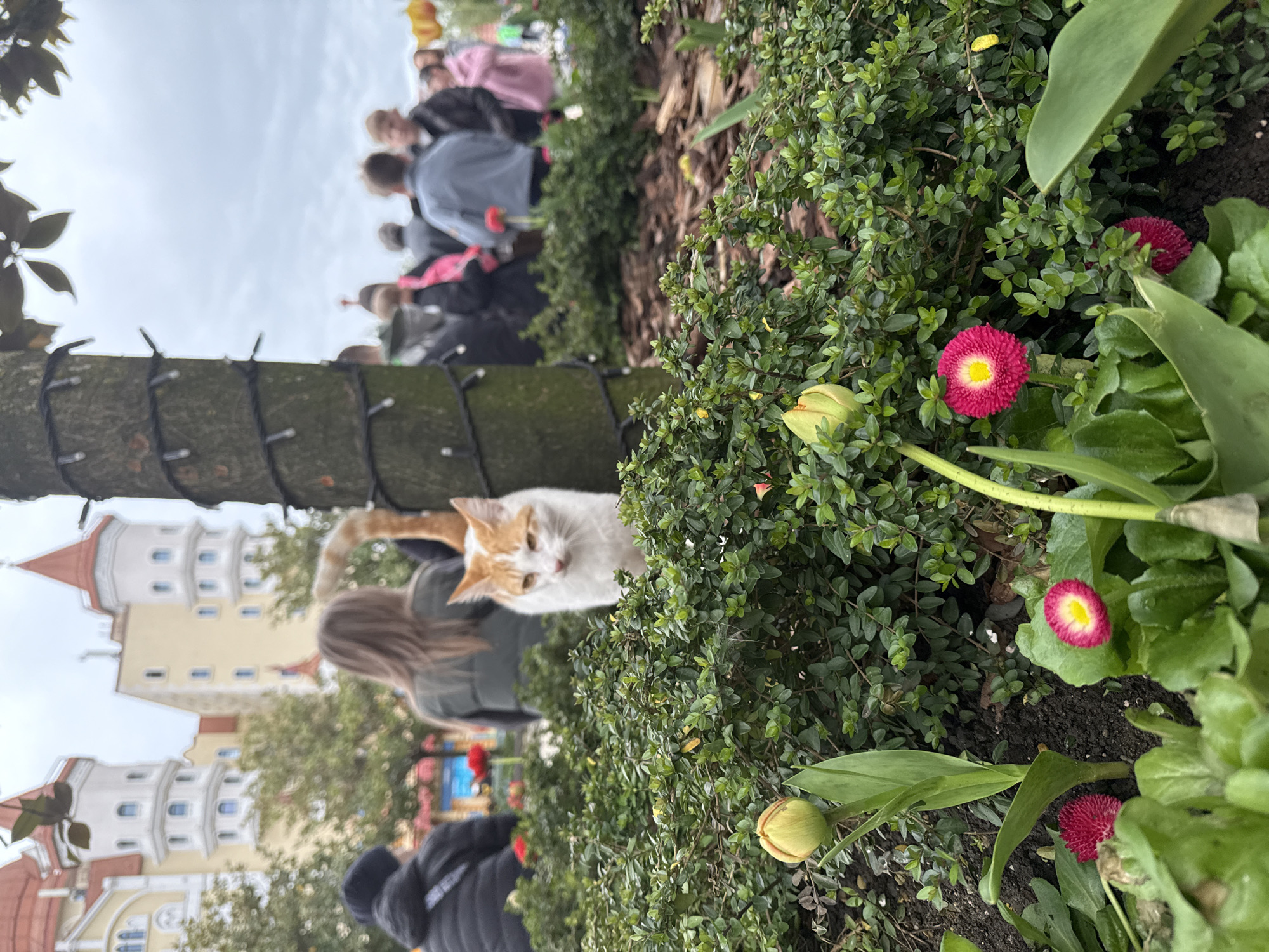 The image presents an outdoor scene in Sirius, Sochi, Russia, in front of the Sochi Park Hotel, under an overcast grey sky. In the foreground, a landscaped garden bed contains dark soil, dense green foliage, two distinct magenta and yellow daisy-like flowers, and a single unopened green tulip bud. In the midground, a white and orange tabby cat is partially obscured by the foliage, looking directly towards the viewer. Its orange tail is visible arching upwards behind it. A tree trunk wrapped with white string lights is positioned on the right side of the midground. The background features several blurred individuals in casual attire, some with their backs to the camera, standing or walking on a paved area. The far background is dominated by the distinctive architecture of the Sochi Park Hotel, characterized by its cream-colored facades, multiple white turrets, and prominent red conical roofs. Green trees are visible between the hotel structures and the midground elements.