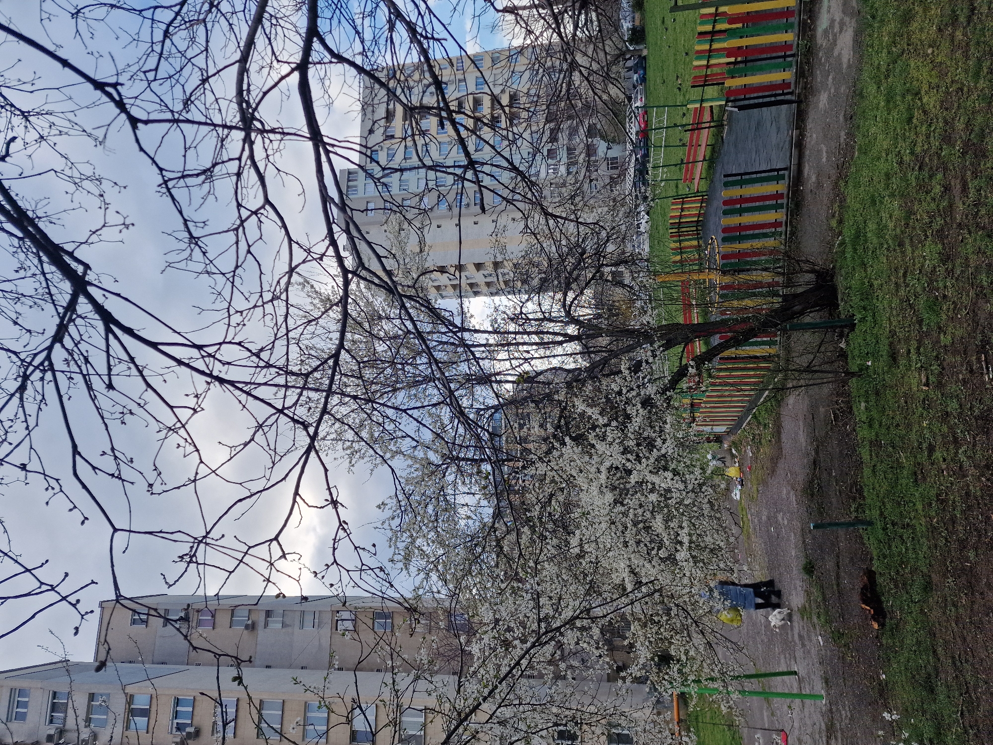 An outdoor scene in a residential area of Sofia, Bulgaria, depicts a transitional season, likely early spring, under an overcast sky with patches of blue. The foreground is dominated by a tree in full white bloom, with bare, budding tree branches partially obscuring the upper frame. Below the blooming tree, a person wearing a blue jacket and carrying two yellow bags walks a small, white dog on a leash on a dirt path. To the right of the path is a children's playground enclosed by a low fence composed of vertical red, yellow, green, and black pickets. Visible playground equipment includes a red swing set and a low, round, black rubber-surfaced play area. The ground consists of patches of green grass and exposed soil, with a piece of wood or log lying on the dirt path. In the midground, beyond the playground, a paved area serves as a parking lot with multiple vehicles. The background features several tall, multi-story concrete residential apartment blocks, typical of post-socialist architecture, exhibiting numerous windows and exterior air conditioning units. The building on the far left appears slightly more weathered.