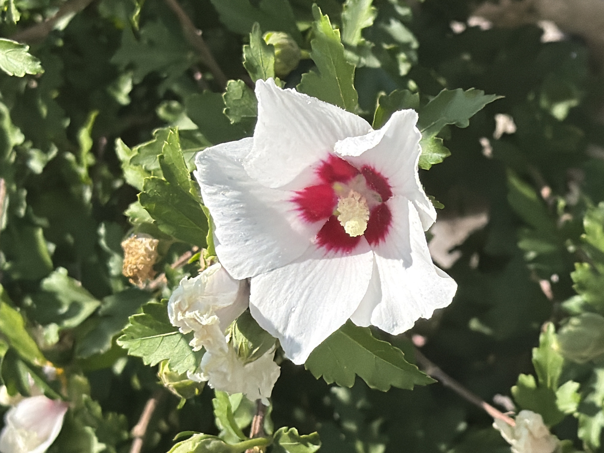 A close-up shot of a white hibiscus flower with a deep red center, set against a backdrop of lush green foliage and other white blooms. The flower's petals are delicate and slightly ruffled, with water droplets visible on their surface. The center of the flower showcases prominent stamen. The image is taken outdoors in a garden environment, suggesting a natural, uncultivated setting. There are no people or animals present in the frame. The lighting indicates it is daytime, with sunlight illuminating the flower. The scene is peaceful and serene, highlighting the beauty of the hibiscus. The location of Manastir Morača in Montenegro is an outdoor setting with the flora typical of the region.