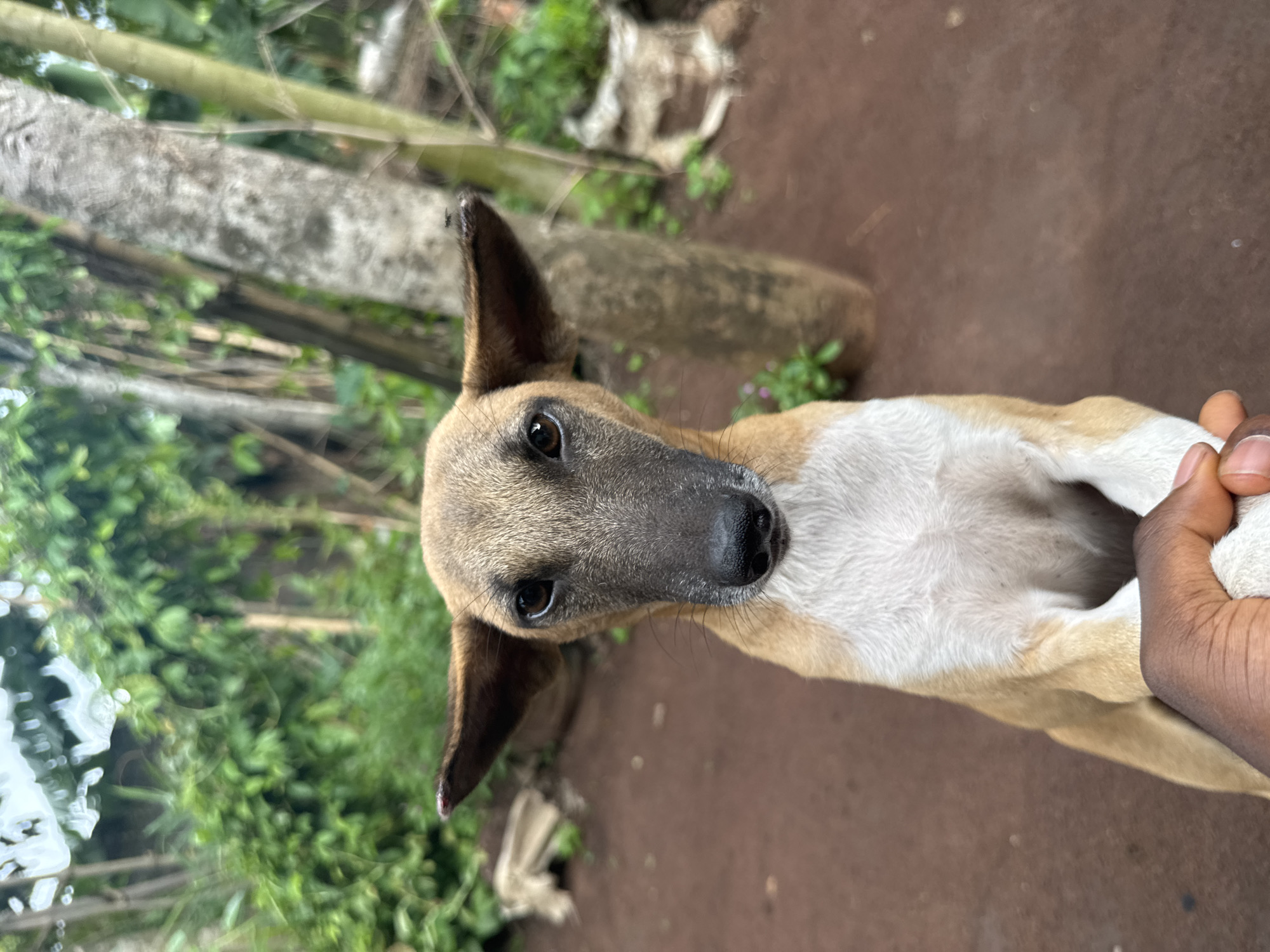 A close-up, rotated, high-angle shot shows a tan and white dog outdoors. The dog has pointed ears and a dark nose. A person's hand is holding the dog's paw. The ground is reddish-brown soil. Green vegetation and a grey wooden post are visible in the background. The location is likely in Aboh, Nigeria.