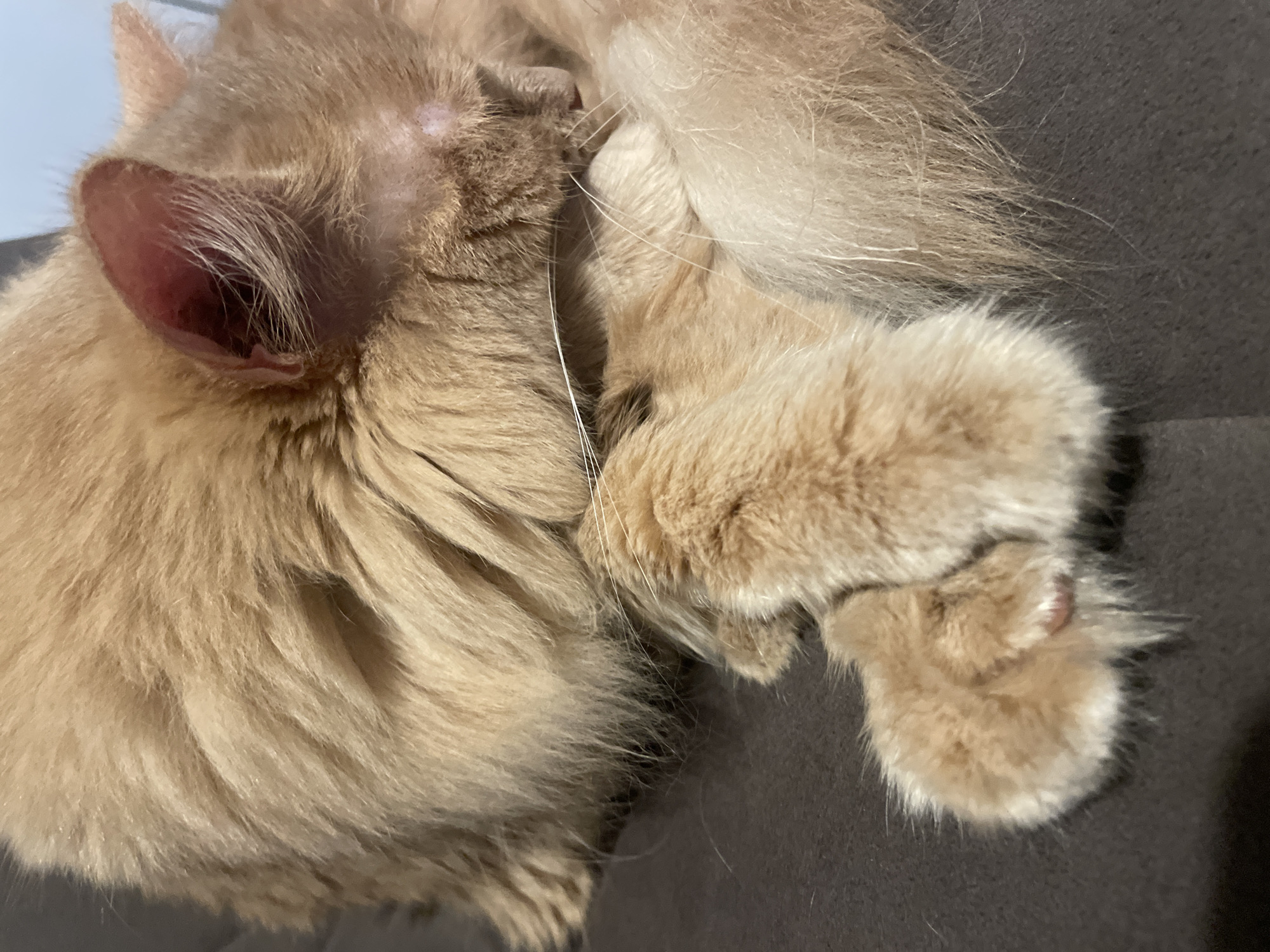 The image shows a close-up of a fluffy orange cat curled up and sleeping on a dark gray surface, likely a sofa or chair. The cat's fur is long and appears soft. Its paws are tucked in, and its head is resting on its body, obscuring its face. The lighting suggests an indoor setting, possibly with natural light from a window casting shadows. There are no visible signs of the cat's location in Otradnoye, Russia, nor any other identifiable environmental or human elements.