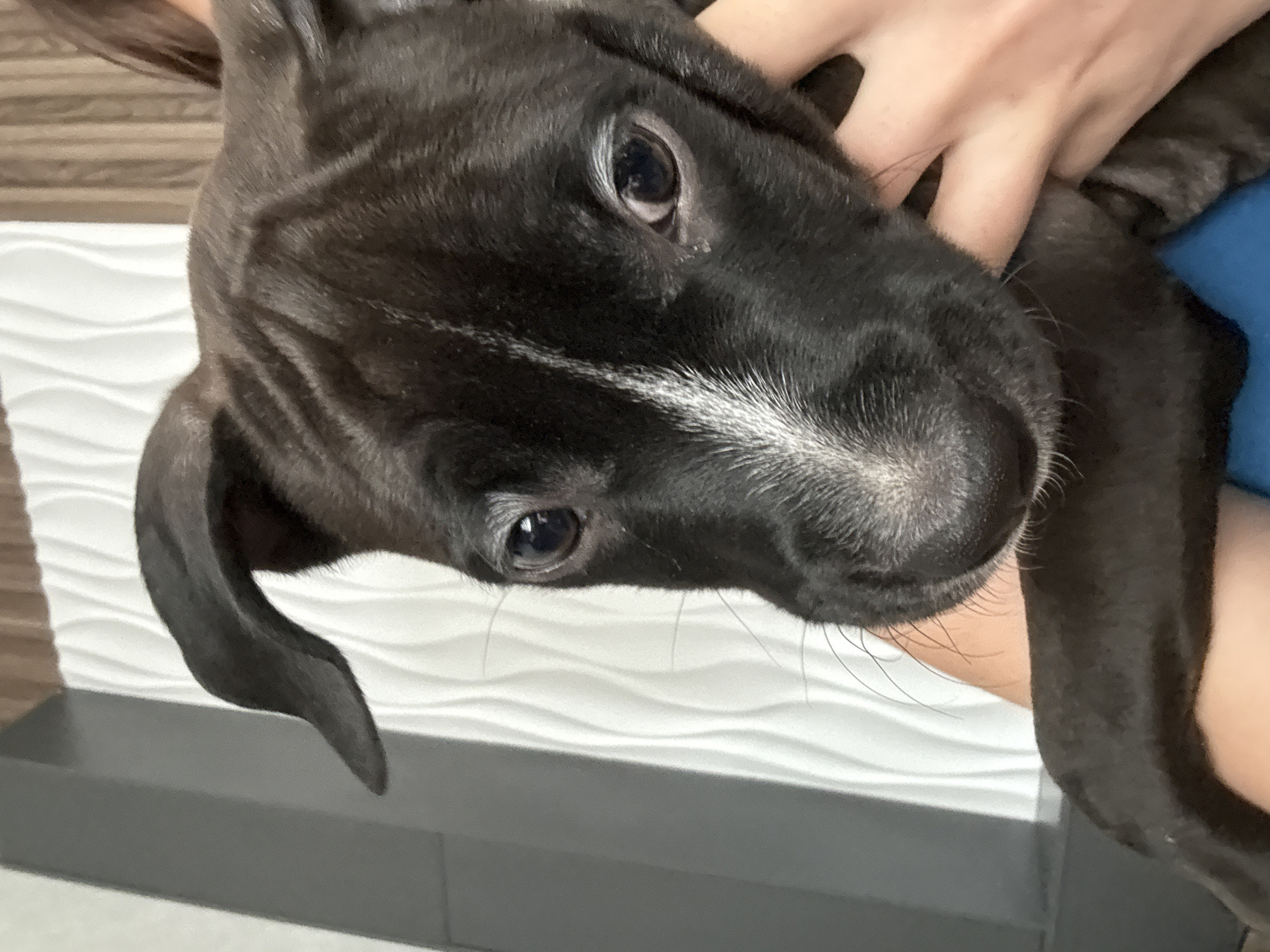 A black dog with a white stripe on its nose is being held. The background features a white wall with a textured, wave-like pattern. The location is Лобаново, Russia.