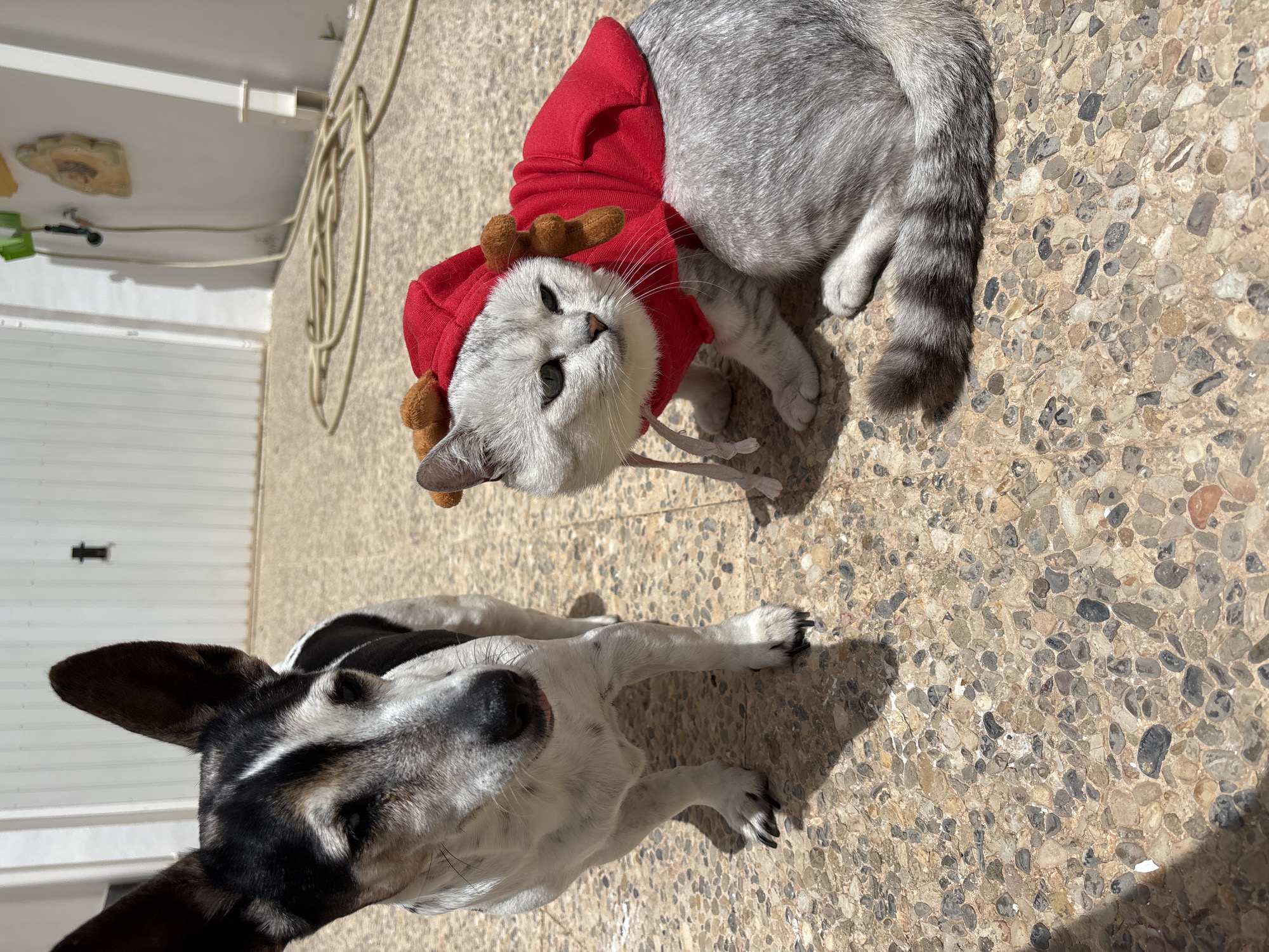A short-haired, black and white dog lies on a pebble-paved ground. Its head is tilted upwards, and its eyes are looking to the right. The dog's fur is predominantly white with black markings around its eyes, ears, and on its back.
To the right of the dog, a silver-grey cat lies on its side, wearing a red hooded costume adorned with two brown reindeer antlers. The cat's eyes are open and looking towards the camera. Its fur is short and appears soft. The cat's tail, with dark grey stripes, is visible to the right of its body.
The ground is made of small, rounded pebbles in various shades of brown, grey, and beige. Sunlight casts shadows on the ground, suggesting it is daytime. In the background, a white wall or structure is visible on the left, with a coiled white cable or hose draped across the ground. A beige wall with horizontal lines is also visible in the background on the left. The scene appears to be outdoors, possibly a patio or courtyard. There is no visible text in the image. The overall mood of the image is playful and perhaps festive, given the cat's costume.