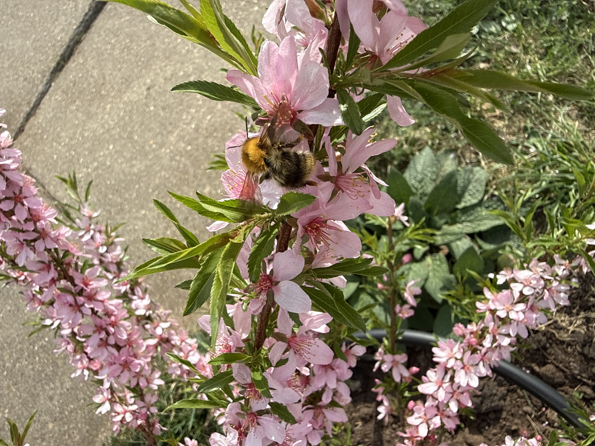 The image shows a close-up view of a flowering plant with pink blossoms. A bumblebee is perched on one of the flowers. The location is outdoors, with some green vegetation and a paved surface visible in the background. The image was taken in daylight conditions. The specific location within Марковский, Russia, is not discernible from the image.