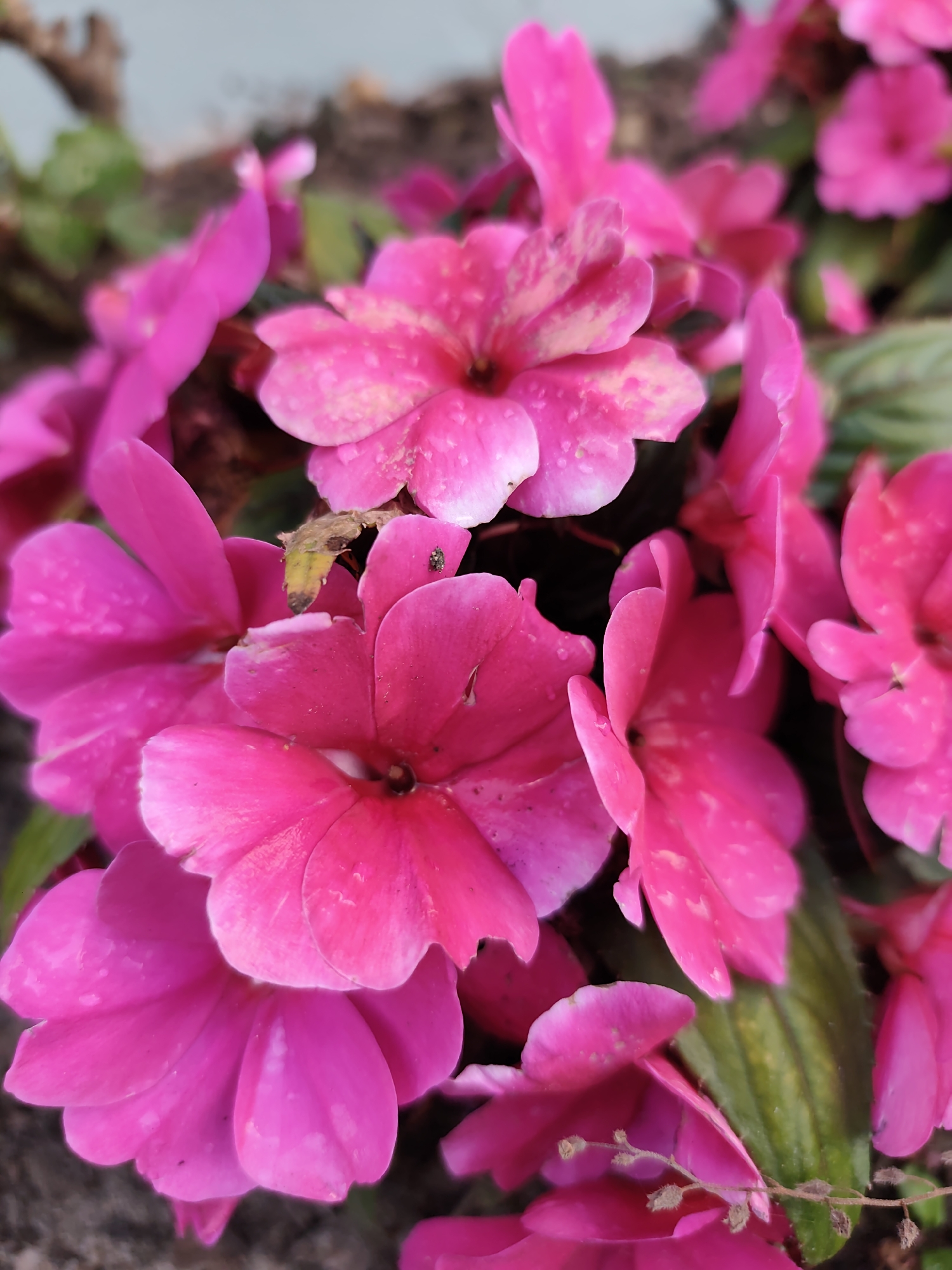 A close-up, overhead shot displays a cluster of bright pink impatiens flowers. The petals are delicate and slightly ruffled, with some appearing to have water droplets. A few small green leaves are visible interspersed among the blooms, and the background is a blur of brown soil and out-of-focus greenery. A tiny black insect with six legs can be seen on one of the petals. The lighting is soft, casting gentle shadows and highlighting the vibrant color of the flowers.