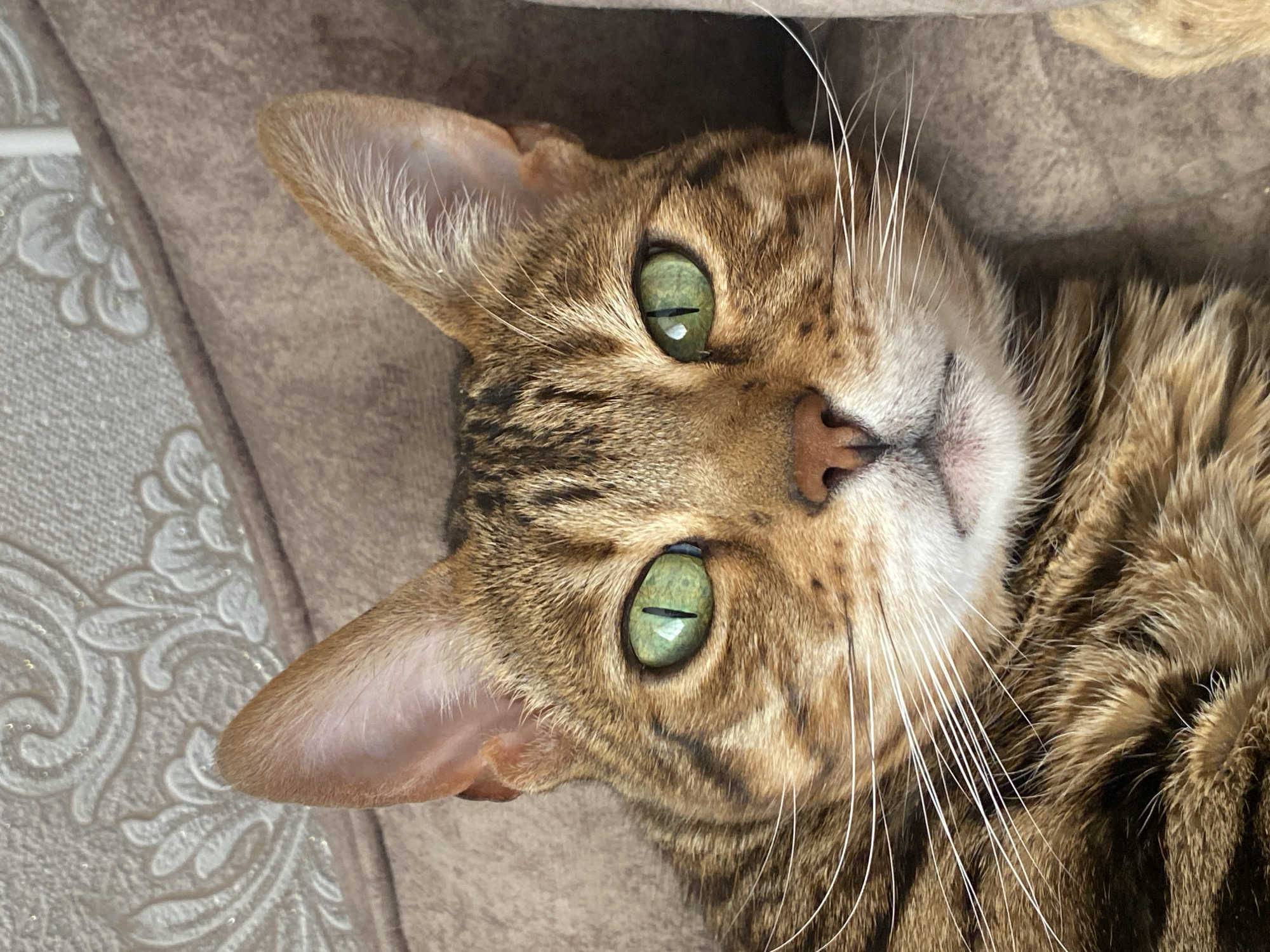 A close-up shot captures a brown Bengal cat with striking green eyes and a pink nose. The cat is lying down on a beige patterned surface, possibly fabric, with its head slightly tilted towards the camera. Long, white whiskers extend from its face. The location in the city of Chaikovsky, Russia is not discernible from the image itself.