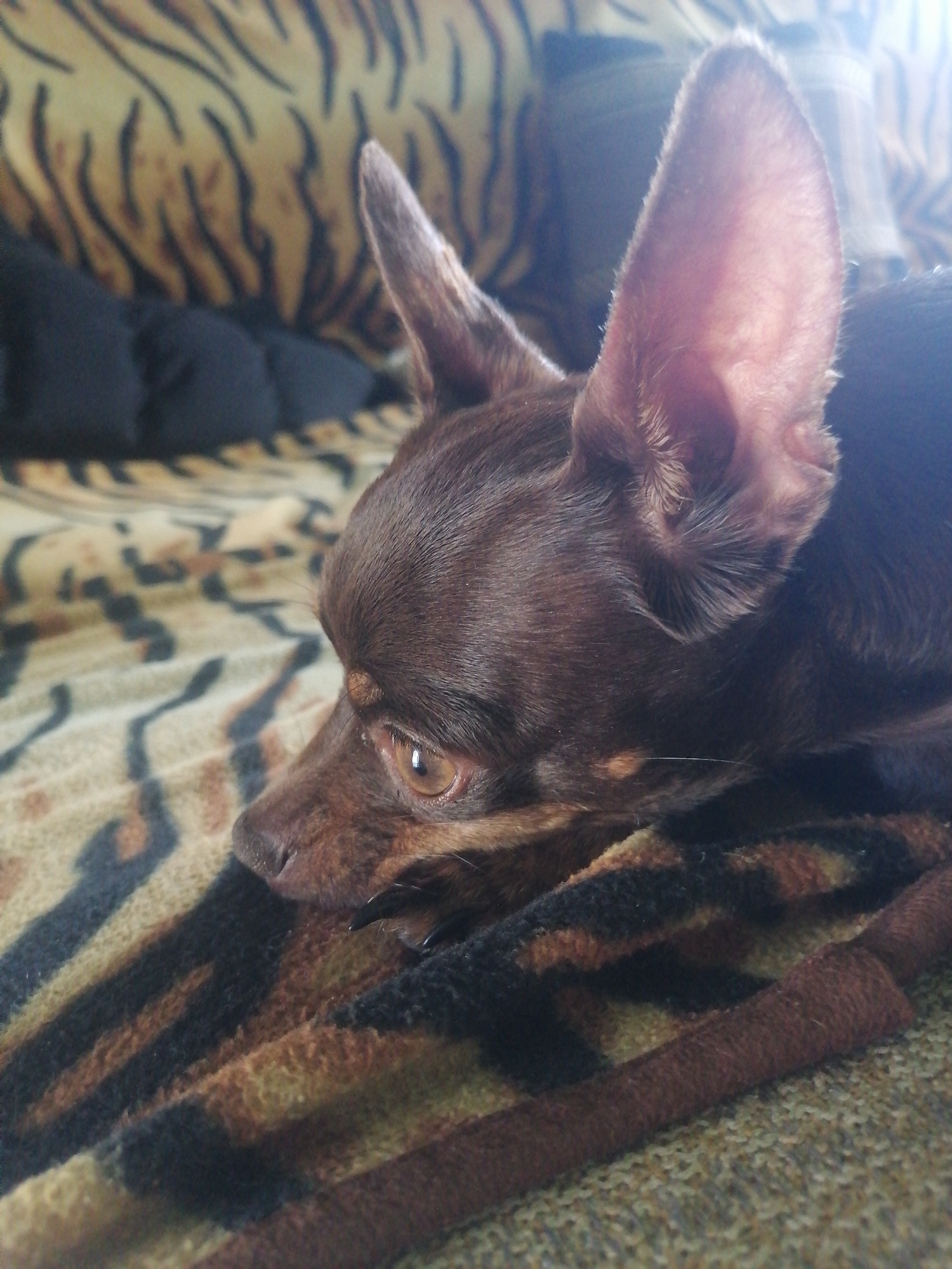 The image shows a close-up of a small, dark brown dog lying down on a blanket. The dog's head is the primary focus, with one ear prominently visible and the other partially obscured. The dog has large, alert ears and a light brown eye that is looking towards the left of the frame. The blanket appears to have a striped or patterned design in shades of brown, black, and beige, resembling a tiger print. The background is softly blurred, with hints of a striped pattern and a dark, cushioned surface. There is no discernible indication of the location being in Novopokrovka, Russia, or any specific city. The scene is static and depicts a dog at rest.