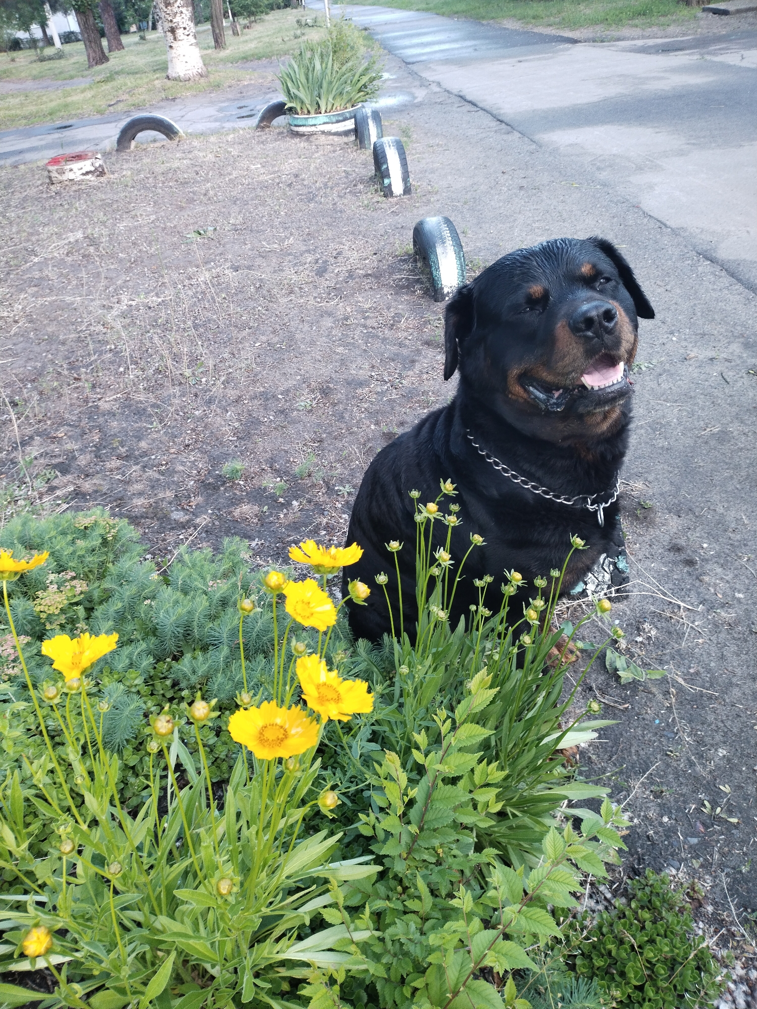 A Rottweiler dog sits amongst yellow flowers in Horishni Plavni, Ukraine. The dog wears a metal chain collar and faces forward, with its mouth slightly open. Behind the dog and flowers is a patch of dry dirt and grass. Further back, a row of tires painted white and black are partially embedded in the ground. A paved road is visible on the right side of the frame and in the background. Trees and other greenery are in the distance.