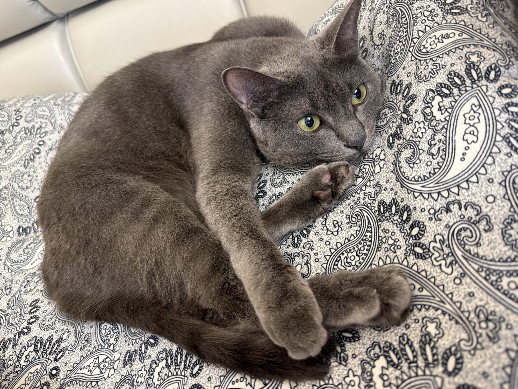 A grey cat with yellow-green eyes is curled up on a pillow with a paisley pattern. The cat's body is mostly visible, with its head resting on its paws. The pillow is white with a black paisley print. The background is blurred and appears to be a white couch. The scene is indoors.