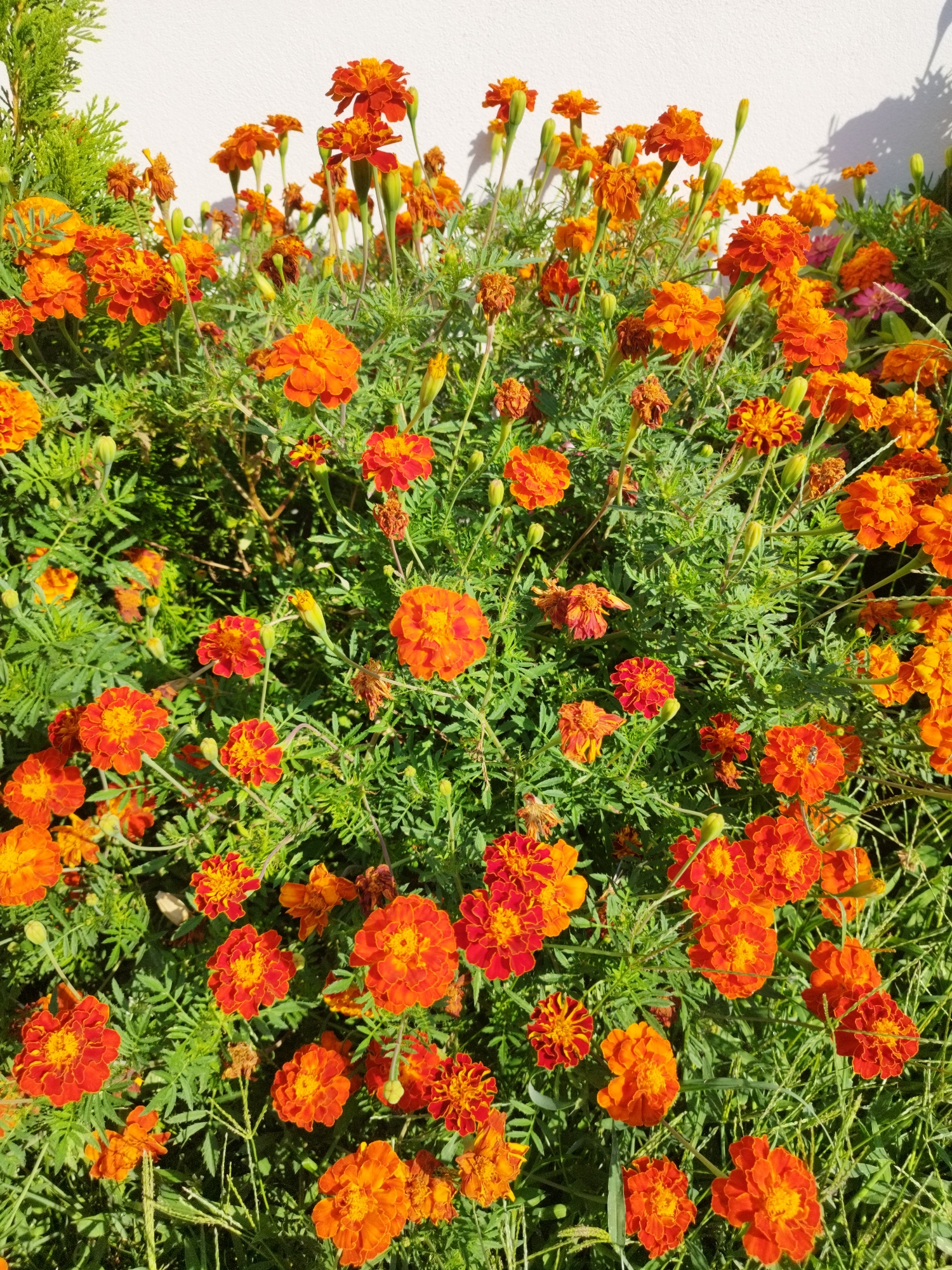 The image displays a dense cluster of vibrant orange and red marigold flowers in full bloom, set against a plain white wall. The flowers are a mix of fully opened blossoms and budding flowers, with their distinctive feathery green foliage forming a lush backdrop. The sunlight casts subtle shadows on the wall, indicating an outdoor setting. The scene is devoid of any people, animals, or man-made objects other than the wall. The location is identified as Băleni-Români, Romania.