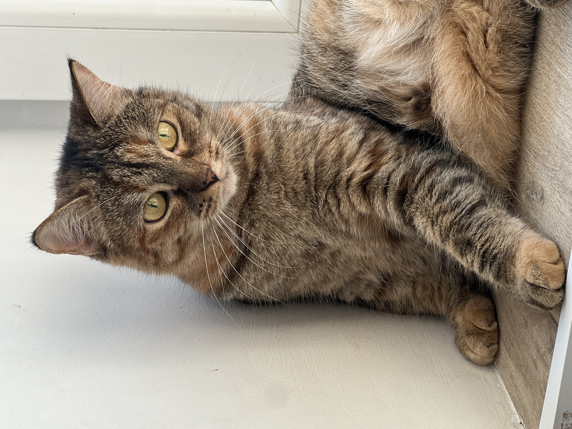 A medium-sized, short-haired cat with brown and black tabby markings lies on its side, its head tilted toward the camera. The cat has yellow-green eyes and long white whiskers. It is resting on a white, flat surface, possibly a window sill or shelf. The background includes a light wood-grain surface and a white wall or trim. The location in Kazan, Russia, is not verifiable from the visual data.