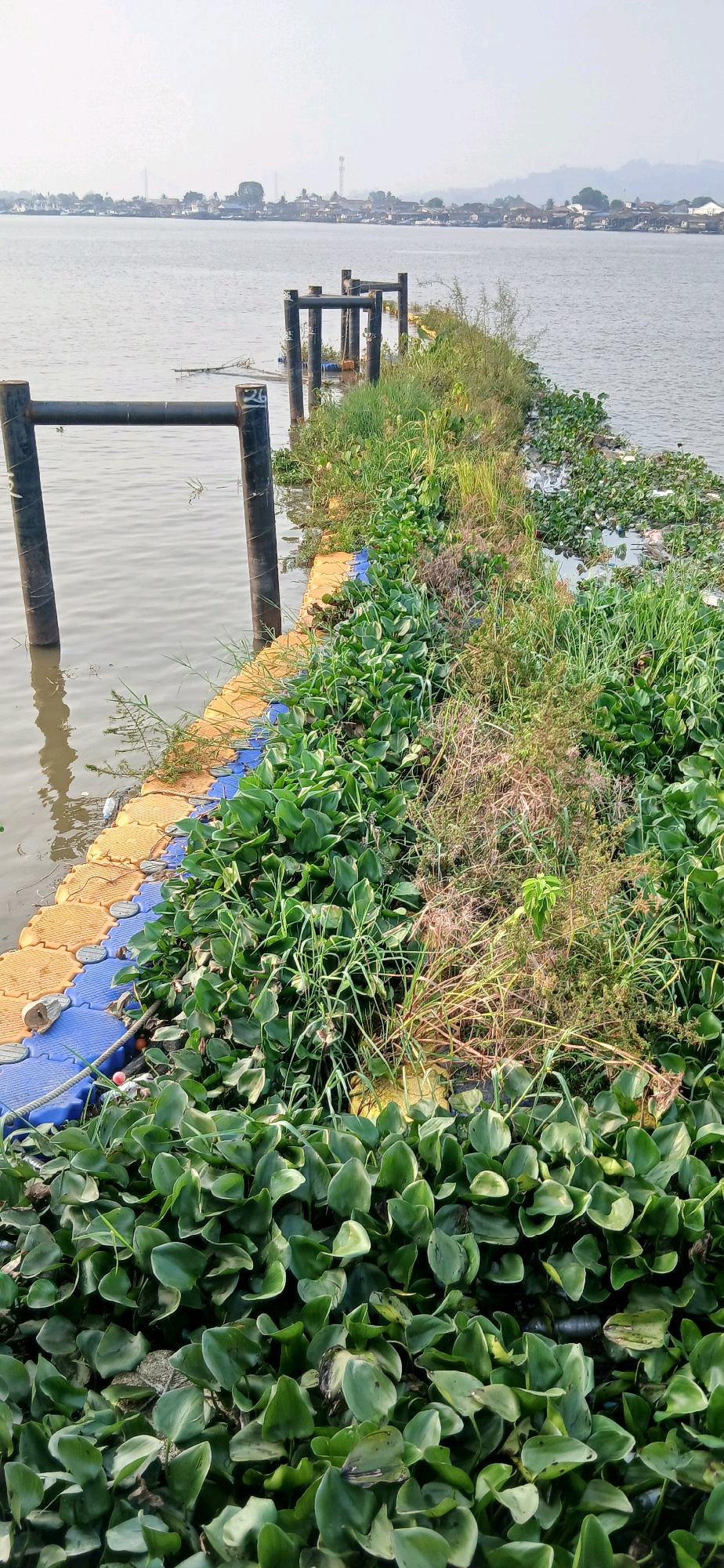 The image depicts a section of the Mahakam River in Samarinda, Indonesia. A floating walkway constructed from interlocking yellow and blue plastic modules lines the river's edge. Dark metal posts are installed along the walkway, some partially submerged in the water. The river is populated with large amounts of water hyacinth, a floating aquatic plant, which has accumulated along the walkway and extends into the river. Beyond the river, the far bank features a settlement with buildings and trees, and the sky is overcast.