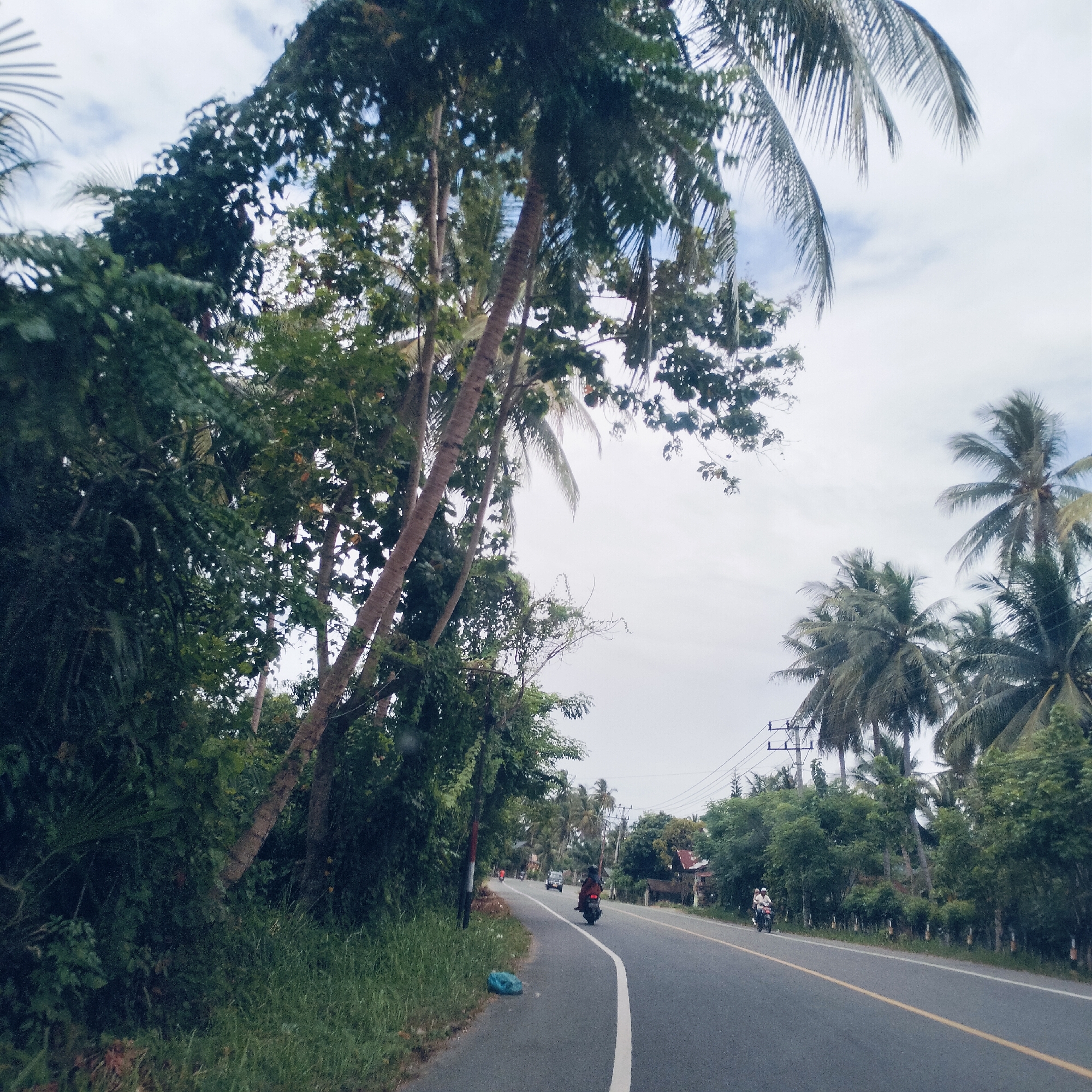 The image captures a road winding through a lush, tropical landscape under an overcast sky, indicative of a rural or semi-urban area in Padangkasab, Indonesia.
The scene features a two-lane asphalt road with a solid white line on the left shoulder and a double yellow line separating the lanes. Dense green foliage and numerous trees, predominantly tall palm trees with their characteristic fronds, line both sides of the road. On the left, the vegetation forms a thick wall alongside a grassy verge where a blue plastic bag is visible. Several palm tree trunks lean over the road, creating an arch-like effect.
Activity on the road includes a motorcycle with a single rider in dark clothing, traveling away from the viewer on the right side of the lane. Further down the road, another motorcycle with two riders and a light-colored car are also visible. On the right side of the road, utility poles with power lines run parallel to the road, extending into the distance where more trees and what appear to be simple houses are subtly discernible through the greenery.
The time of day is daytime, characterized by bright, diffused light from the cloudy sky. The overall impression is one of a tranquil, natural environment with routine local traffic. No explicit text is visible in the image.