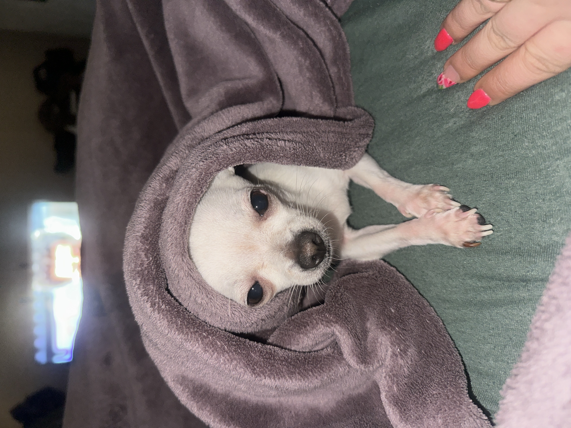 A small, white Chihuahua dog is wrapped in a soft, gray blanket. The dog's head is protruding from the center of the blanket, with its dark eyes and black nose visible. Its two front paws are extended on a green surface. A human hand with pink nail polish is also visible on the green surface. The background includes a television with a bright light source, and a dark, indistinct shape. The image was taken indoors. It contains no indication of the location being in Sliven, Bulgaria.