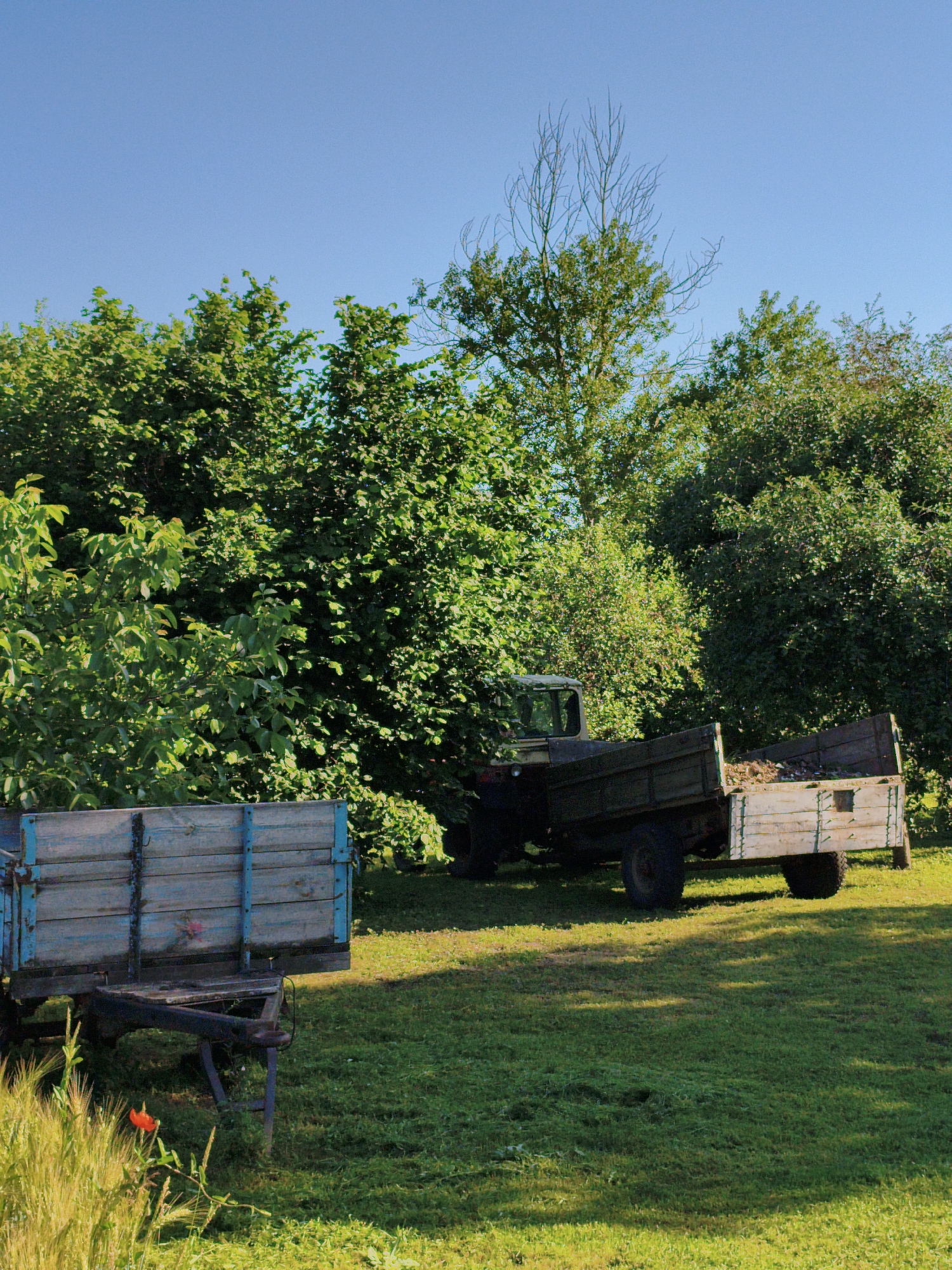 In Ustyvytsia, Ukraine, under a clear blue sky, two agricultural trailers are parked on a grassy field. The trailer in the foreground, with blue accents on its wooden sides, is positioned on the left. To the right and slightly further back, a second, larger trailer is attached to a tractor, its bed filled with dry organic material. The scene is framed by dense green foliage and trees, with dappled sunlight creating shadows on the lawn. A single red poppy stands out amidst the tall grass in the lower left corner.