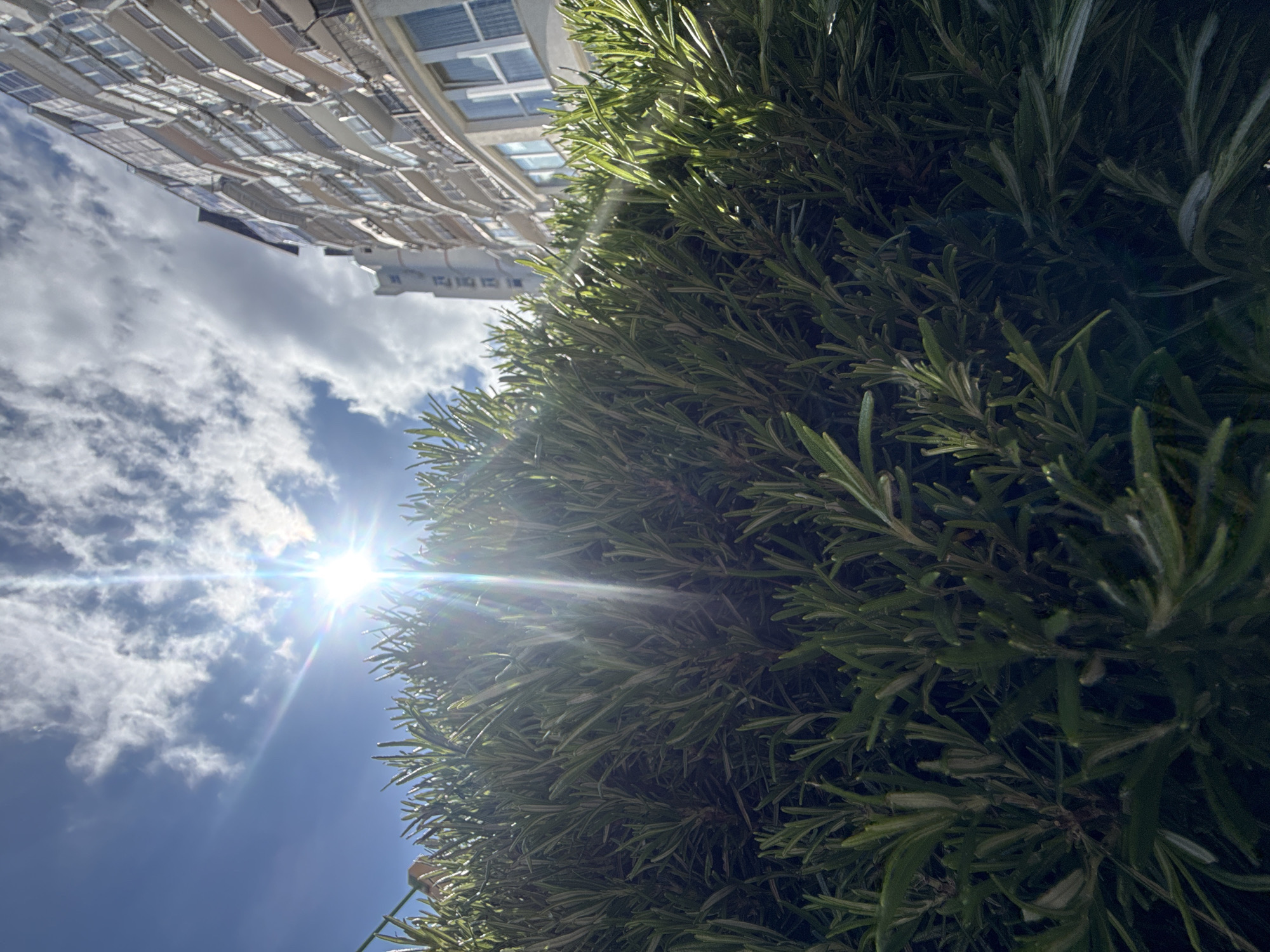 The image presents a low-angle view looking upwards towards the sky, with the sun shining brightly through scattered clouds. A building facade is visible at the top left corner of the frame, showing multiple windows and architectural details. In the foreground, there is a dense collection of green, needle-like leaves, possibly from a shrub or tree. The sun's rays create a lens flare effect across the image. The image orientation is turned on the side.