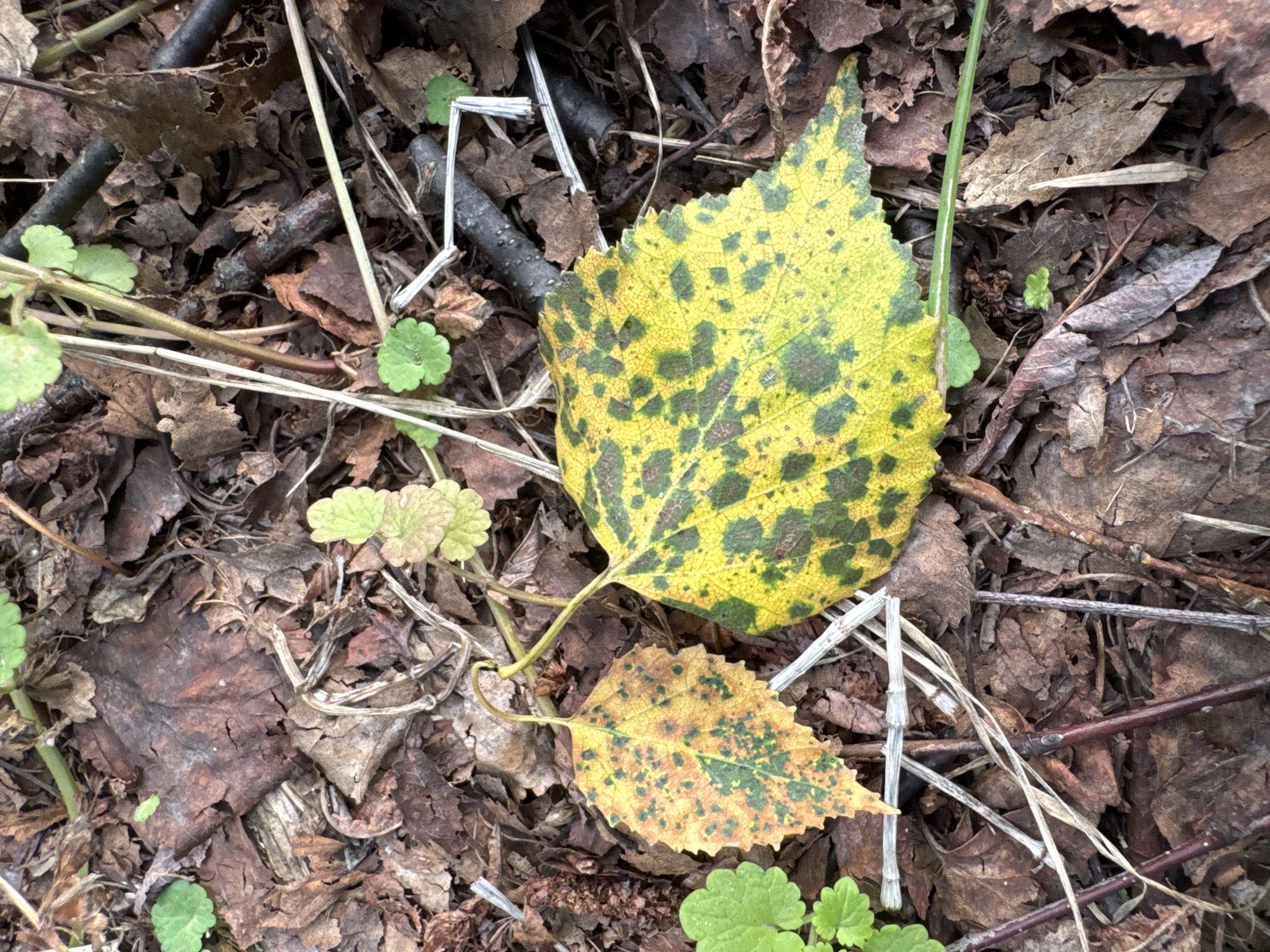 This image depicts a close-up view of fallen autumn leaves on the forest floor in Yelizovo, Russia. The leaves are in various stages of decomposition, with dominant colors of brown, yellow, and green. Two prominent leaves, one yellow with green spots and another smaller yellow leaf with green spots, are in the foreground. The ground is covered with a layer of dry leaves, twigs, and some green foliage. The scene suggests a natural, outdoor environment, likely a park or woodland area within or near the city of Yelizovo. There are no people or animals visible in the image. The lighting suggests it is daytime.