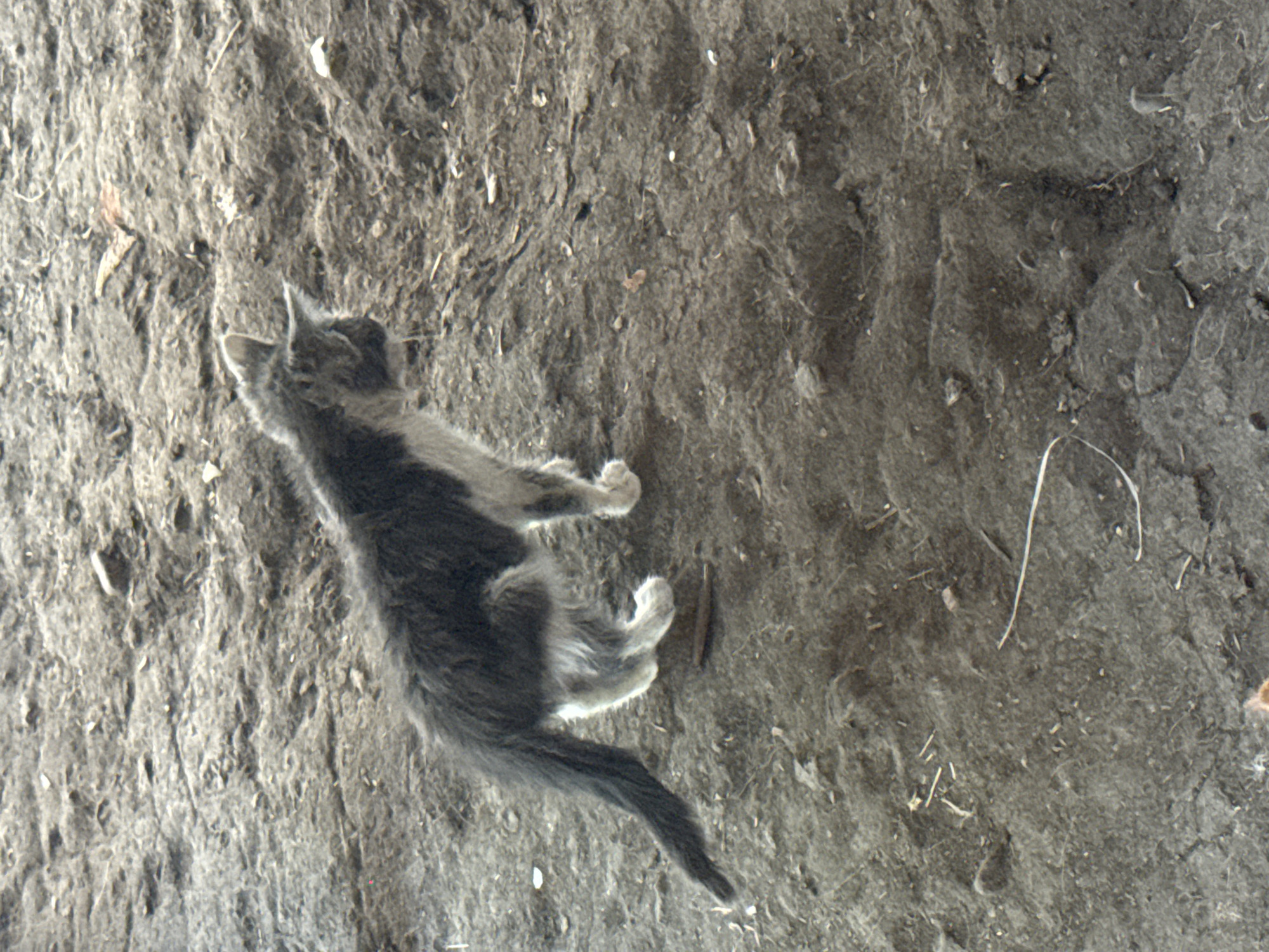 A medium shot captures a gray and white kitten standing on loose, dark soil. The kitten is facing left, with its tail extended behind it, curving upward. Its fur is shaggy, with dark gray markings on its back and head, and white on its chest and paws. The ground is uneven and appears to be a dirt path or area with debris scattered across it, including small stones and dried plant matter. The lighting suggests an outdoor environment, possibly during the day, with the light source coming from above and slightly to the right. The scene is devoid of human presence.