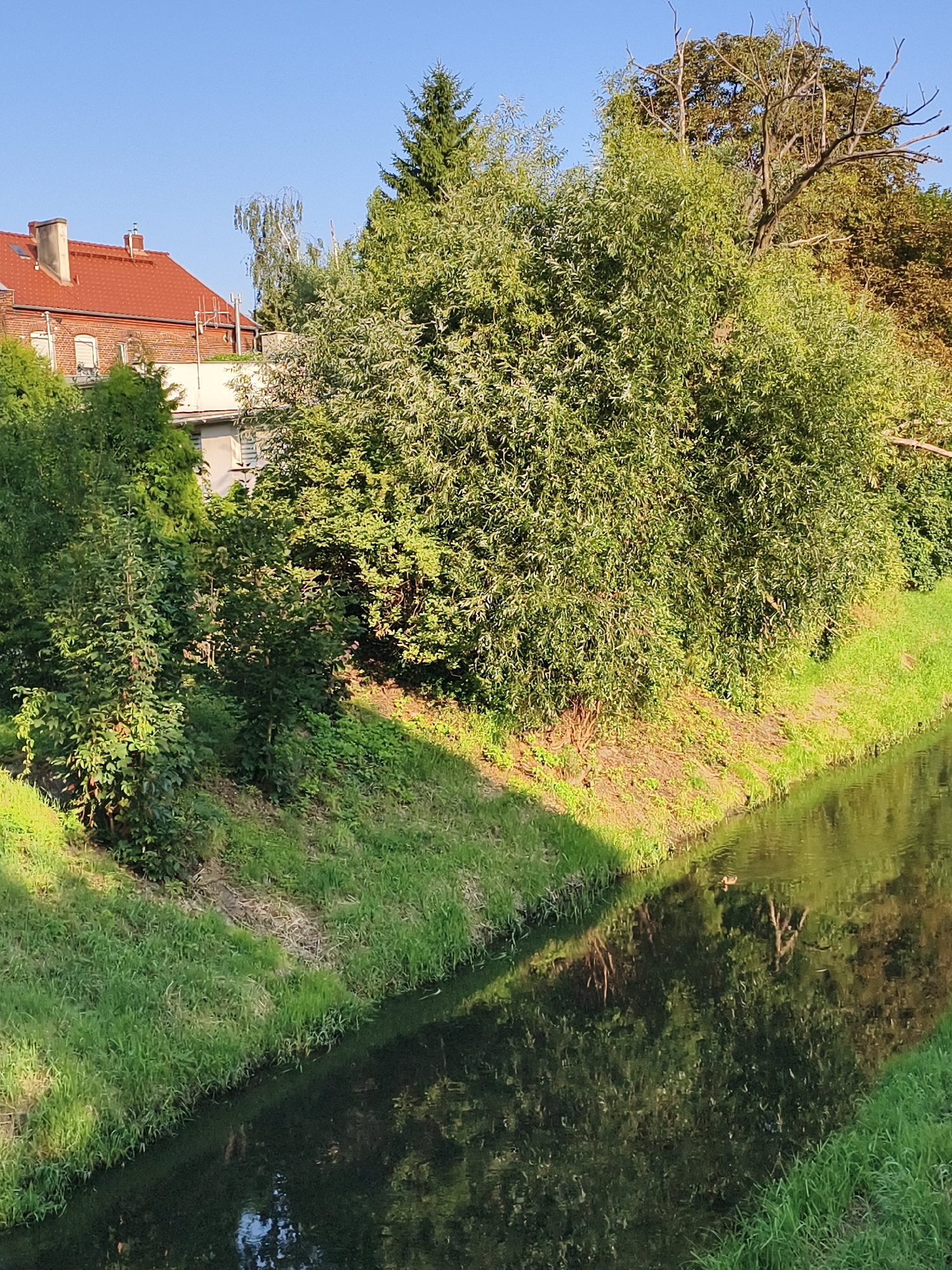 The image depicts a canal flowing through a suburban area. On the left bank, there is a grassy slope leading up to a building with a red tiled roof and brickwork. Trees and other vegetation grow densely along the bank. The canal's surface reflects the surrounding trees and sky, and a single duck is visible swimming in the water. The right bank also features a grassy slope covered in lush green grass. The scene is illuminated by sunlight, casting shadows on the grass. The time of day appears to be late afternoon or early evening, given the warm lighting. The location is identified as Tczew, Poland.