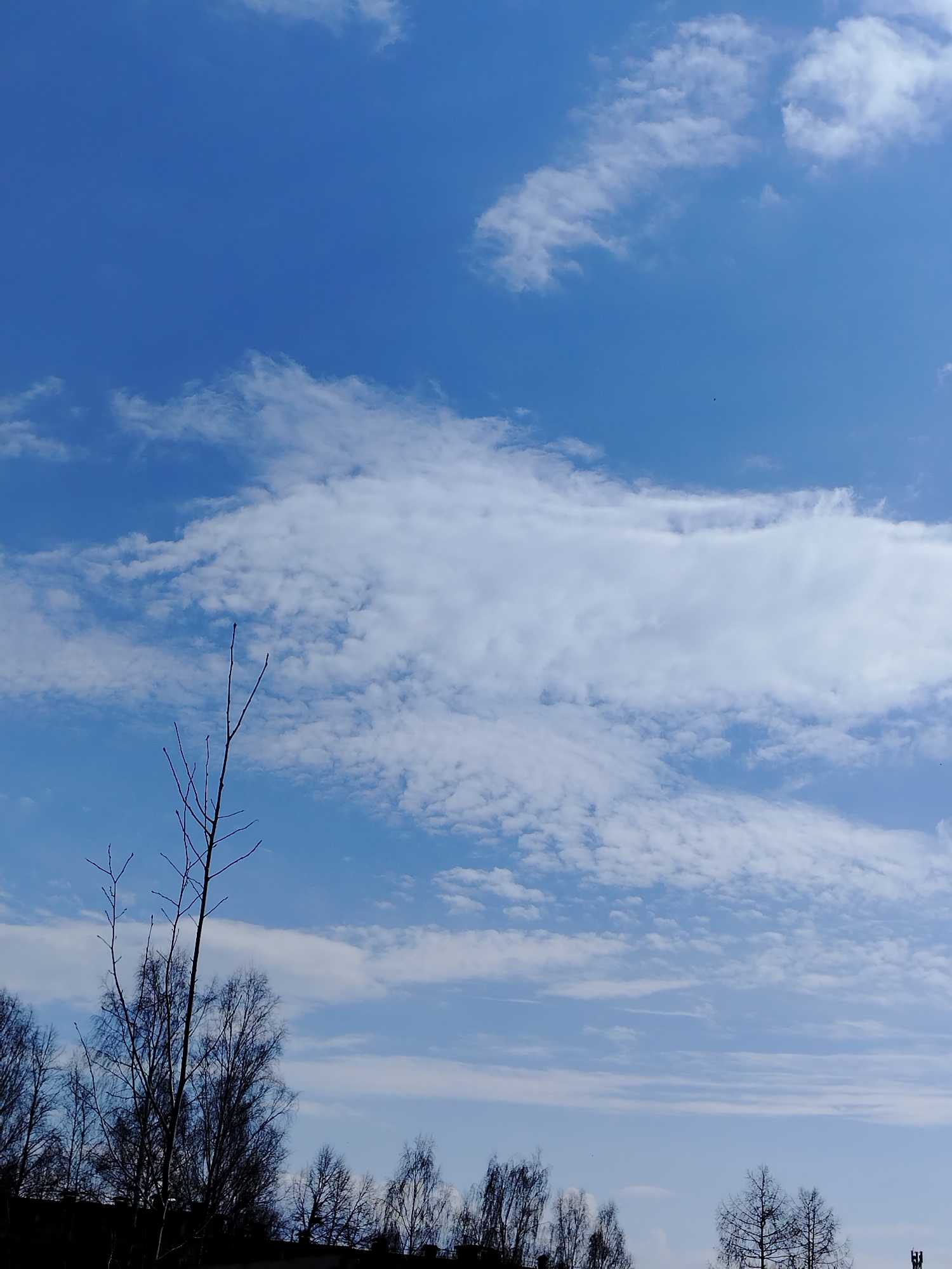 This media file depicts a vast, clear blue sky filled with scattered white clouds, captured in Noviy, Russia. The sky transitions from a deep blue at the top to a lighter hue towards the horizon. Prominent cloud formations include an elongated band of white clouds across the middle, resembling stratocumulus or altocumulus, and smaller, more wispy clouds dispersed throughout.
In the lower part of the image, the dark, silhouetted forms of numerous bare trees line the horizon, contrasting sharply with the bright sky. Their intricate branches, devoid of leaves, reach upwards, suggesting a late winter or early spring season. A few isolated tree branches stand out against the sky in the foreground. A small, dark, unidentifiable speck, possibly a bird or insect, is visible in the sky.
The scene portrays a peaceful, natural landscape during daytime with sunny weather. There are no visible people, specific events, or text present. The overall impression is one of serene natural beauty and open expanses.