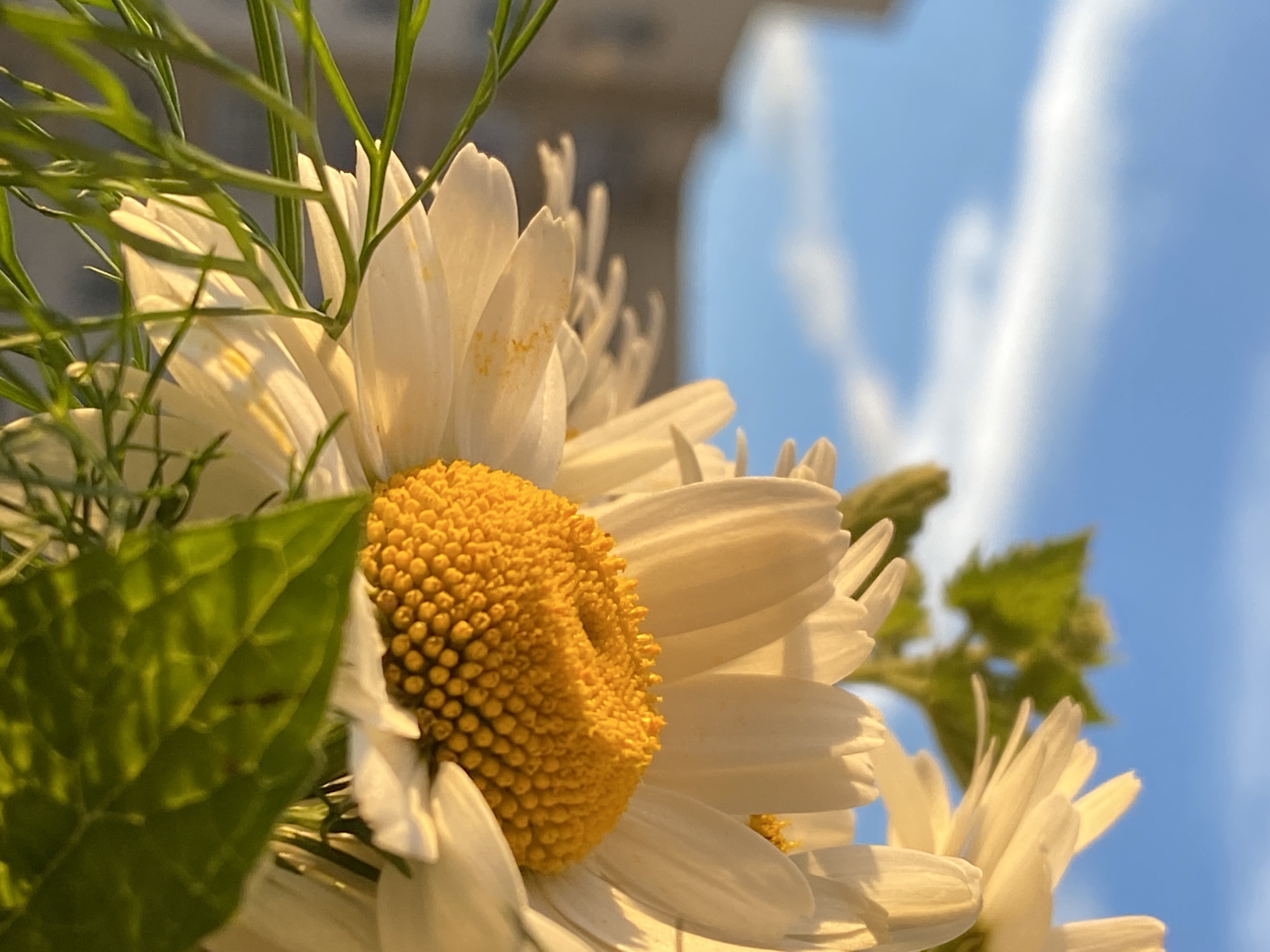 A close-up photograph captures a bouquet of white daisies with bright yellow centers, set against a backdrop of a blue sky with wispy white clouds. The flowers are illuminated by the warm glow of sunlight, casting soft shadows and highlighting the delicate textures of their petals. In the blurred background, a building with a light-colored facade suggests an urban setting. The lower portion of the image features green foliage, some of which is sharply in focus, adding depth and contrast to the composition. The overall impression is one of natural beauty and serene daytime light. The location is identified as Chaikovsky, Russia.