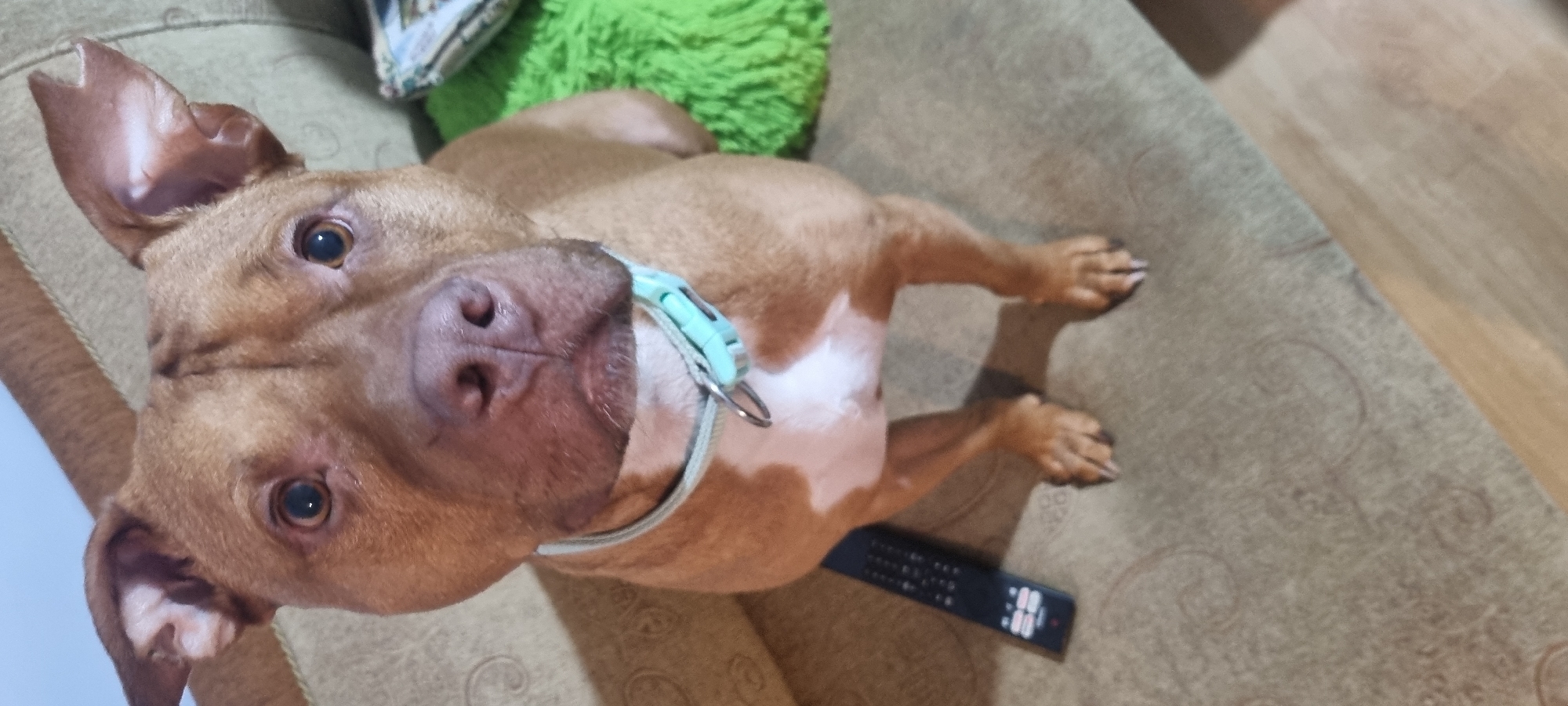 A light brown dog with white markings on its chest is depicted in an indoor setting, likely a living room in Sofia, Bulgaria. The dog, possibly a Pitbull or similar breed, is positioned on a tan-colored couch or armchair, looking directly upwards towards the camera with an attentive and calm expression. Its ears are naturally upright and slightly folded. The dog wears a light blue or mint green collar around its neck.
In the background, a fluffy green pillow or blanket is partially visible on the left, adding a pop of color to the otherwise neutral tones of the furniture and the dog's fur. To the right of the dog, on the same upholstered surface, a black remote control is clearly visible. The remote has several buttons, and a digital display shows the numbers "88" with a colon in between, suggesting a time or channel display. Part of a wooden floor is visible on the far right of the frame, indicating the general flooring of the room. The image is taken at a tilted angle, giving the impression that the dog is lying on its side, but it is likely an intentional or candid perspective. The lighting suggests it is either daytime indoors or evening with artificial illumination.