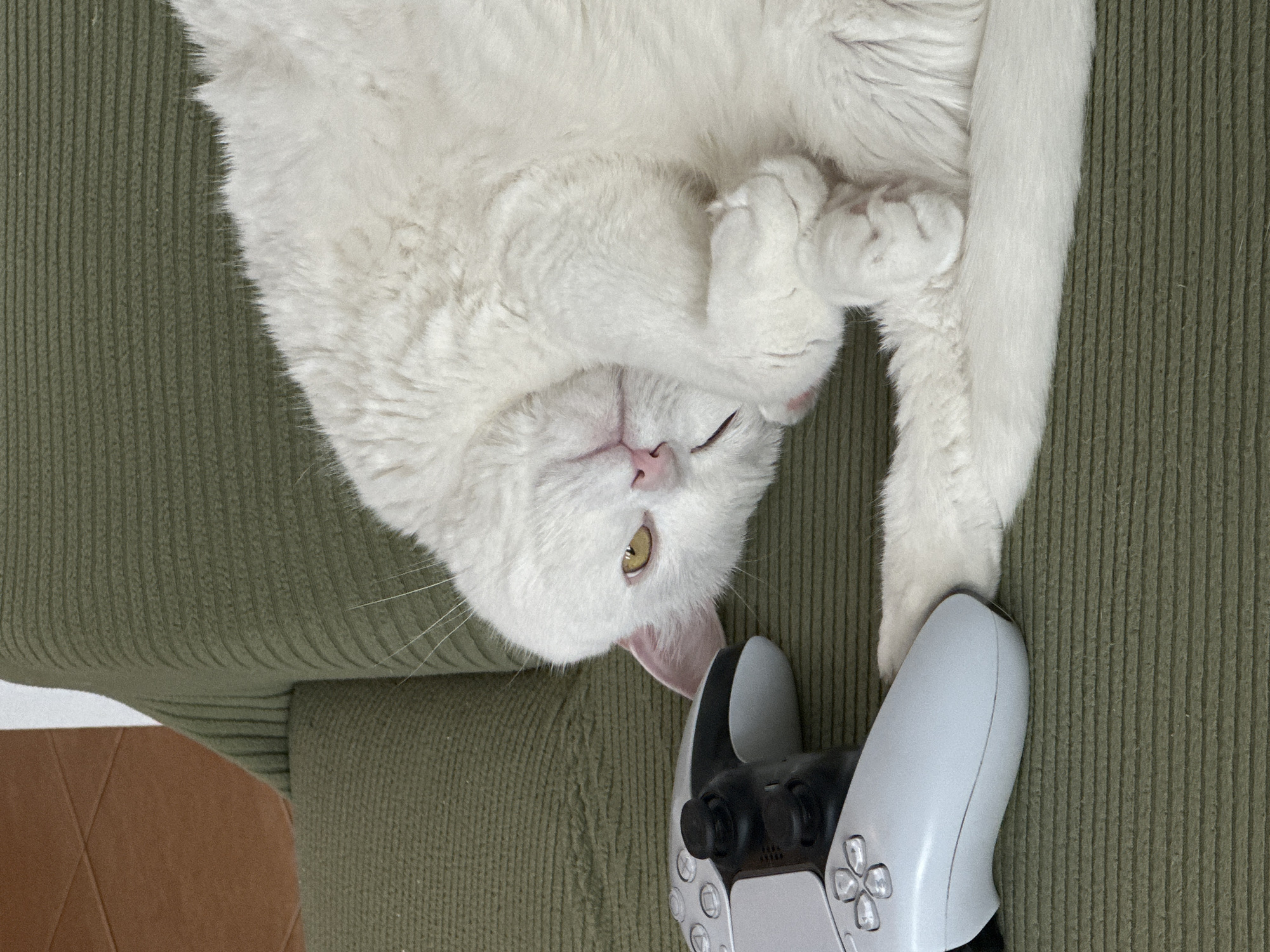 A white cat lies on a green corduroy surface next to a white PlayStation 5 controller. The cat is positioned upside down relative to the viewer. The photo appears to have been taken indoors. It is unknown whether this image was taken in Novi Sad, Serbia.