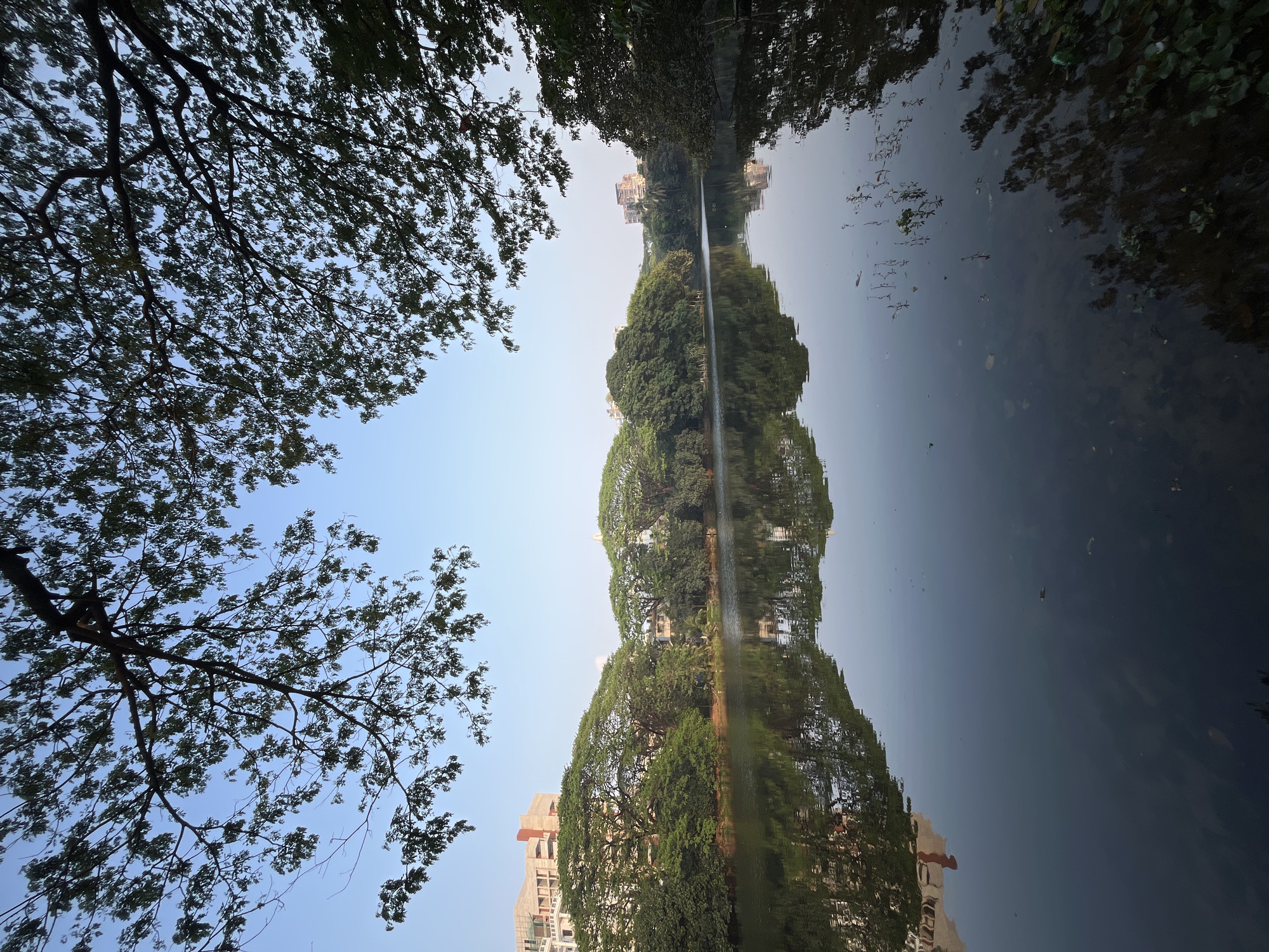 The image shows a body of water with reflections of trees and buildings, set against a blue sky. A large tree with extensive branches and leaves is visible in the lower-left corner. The water reflects trees and buildings on both sides, creating a symmetrical pattern along the vertical axis. The location is in Dhaka, Bangladesh, identifiable by the architectural style of the buildings.