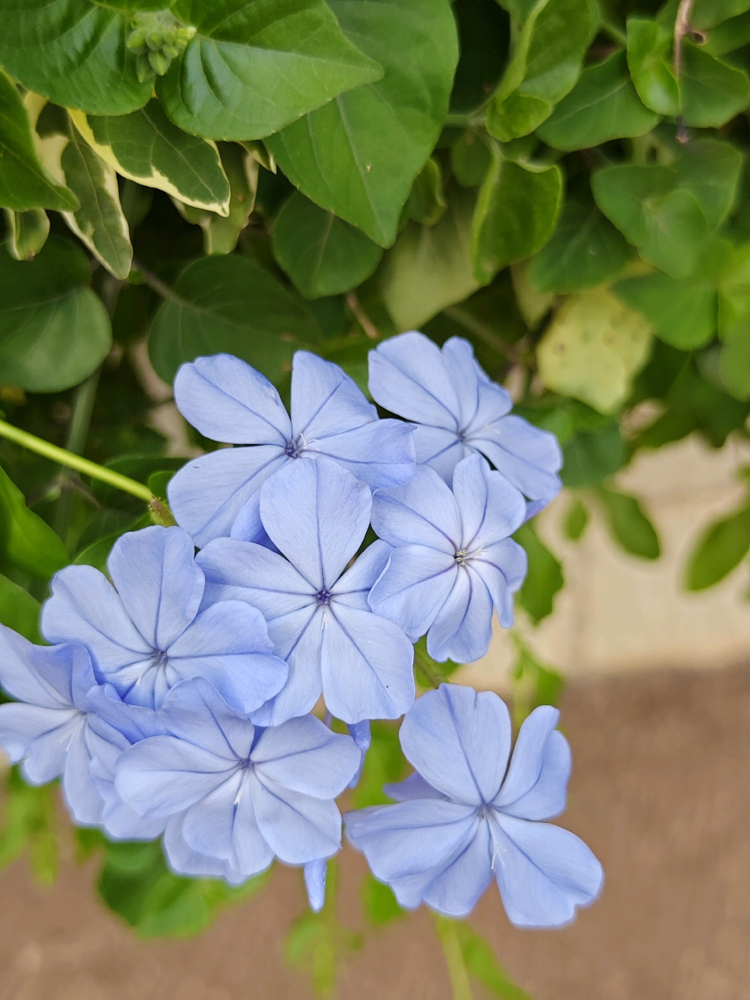 A cluster of light blue flowers with five petals each is the primary subject of this image. The flowers are arranged in a way that suggests they are part of a larger bloom or vine. They are set against a backdrop of lush green leaves, some of which have variegated yellow edges. The background is softly blurred, indicating a shallow depth of field, with hints of brown in the lower right, possibly indicating a ground surface or pot. The lighting appears to be natural, casting soft shadows and highlighting the delicate texture of the petals. The image was taken outdoors, likely in a garden or natural setting, given the presence of foliage and the outdoor lighting. The precise location in Mu Si, Thailand is not identifiable from the visual information alone.