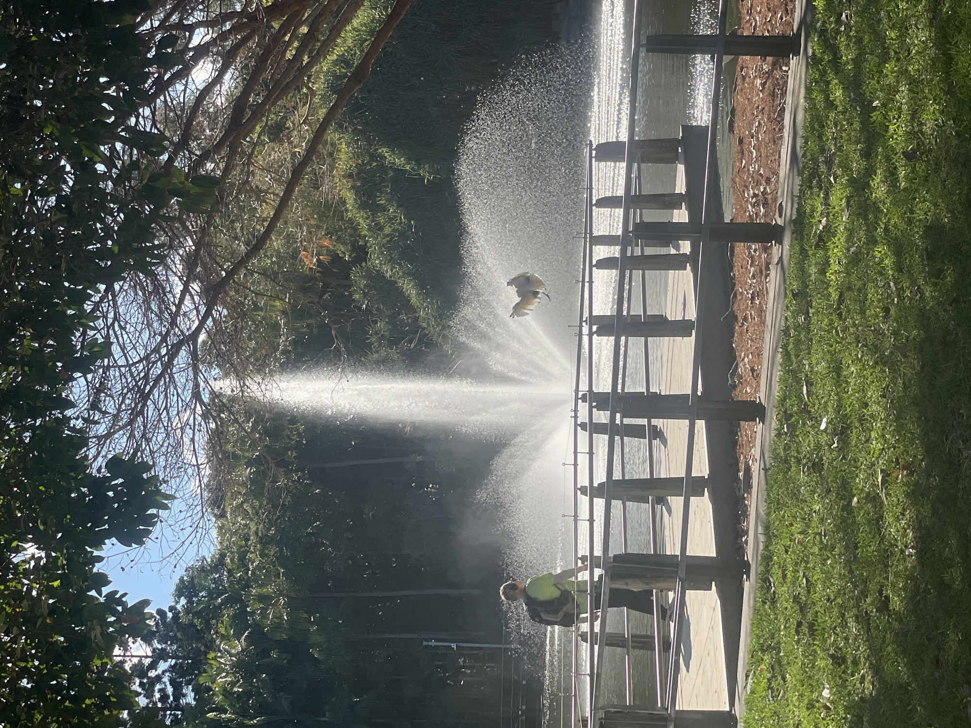 A bright, sunny day is depicted in a park, likely within the city of Brisbane, Australia. In the foreground, lush green grass is partially shaded by trees. A wooden pier with a metal railing extends over a body of water, where a large fountain is actively spraying water upwards. A person, wearing a lime-green shirt and a backpack, walks along the pier, facing away from the camera. To the right of the fountain, a bird with its wings outstretched is captured mid-flight above the water, appearing to be either taking off or landing amidst the spray. The background is filled with dense green foliage and trees, creating a natural and serene atmosphere. The lighting suggests it is daytime.