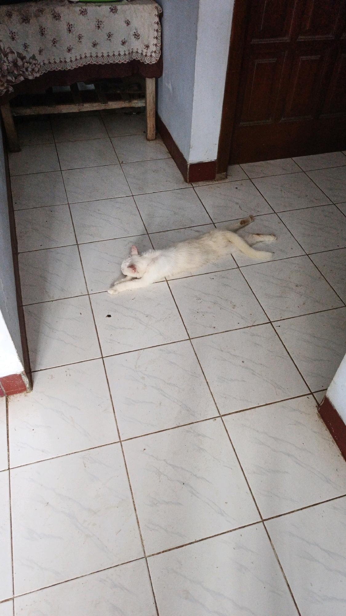 A white cat is lying on its side on a white tiled floor. The cat is stretched out, with its front paws extended forward and its hind legs extended backward. Its eyes are closed, and its head is tilted to the side. The cat appears to be sleeping or resting. The tiled floor is clean and well-maintained. In the background, there is a table covered with a floral tablecloth and a wooden door. The scene is indoors, in what appears to be a residential or commercial space. The image does not provide any specific details about the location in Campurdarat, Indonesia.