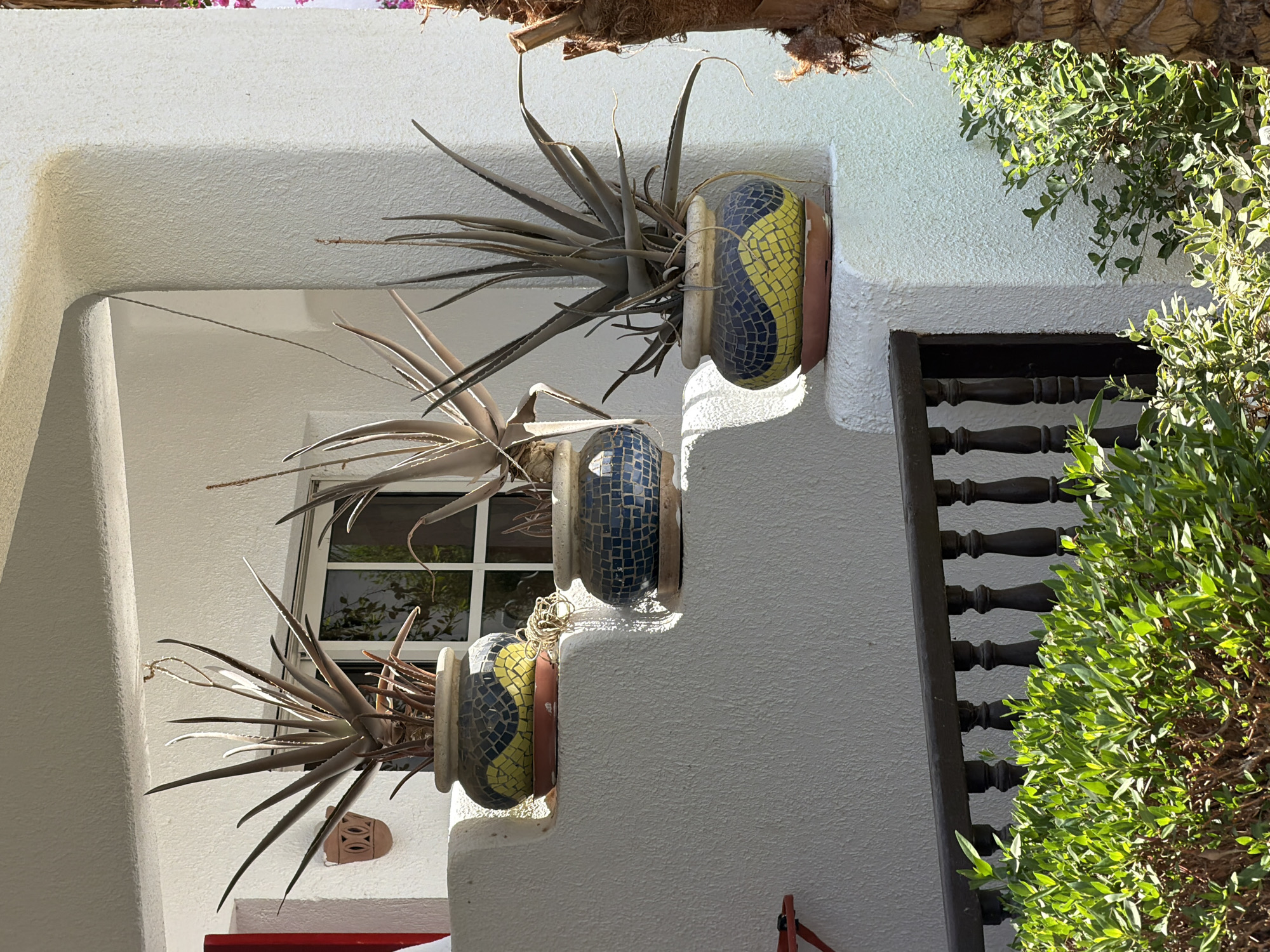 The image depicts an outdoor scene in Sharm El Sheikh, Egypt, featuring three potted aloe vera plants arranged on a white, tiered stucco structure. The plants are of varying sizes and appear somewhat dry, with long, spiky leaves. Each plant is housed in a round, mosaic-patterned pot with a design of yellow and blue tiles. The pots rest on terra cotta saucers.
The tiered structure is part of a building with a white, textured stucco exterior. A window with white mullions is visible in the background, reflecting greenery and sky. To the left of the pots, a portion of a red structure is visible, and a small terracotta decorative item is mounted on the wall.
In the foreground, a dark brown wooden railing with turned balusters runs horizontally across the image. Below the railing, lush green bushes with small leaves are growing, some of which are illuminated by sunlight. To the right of the scene, the rough bark of a palm tree is prominent, with some of its fronds and dried leaves visible. The overall impression is one of a sunny, possibly arid, environment characteristic of Sharm El Sheikh.