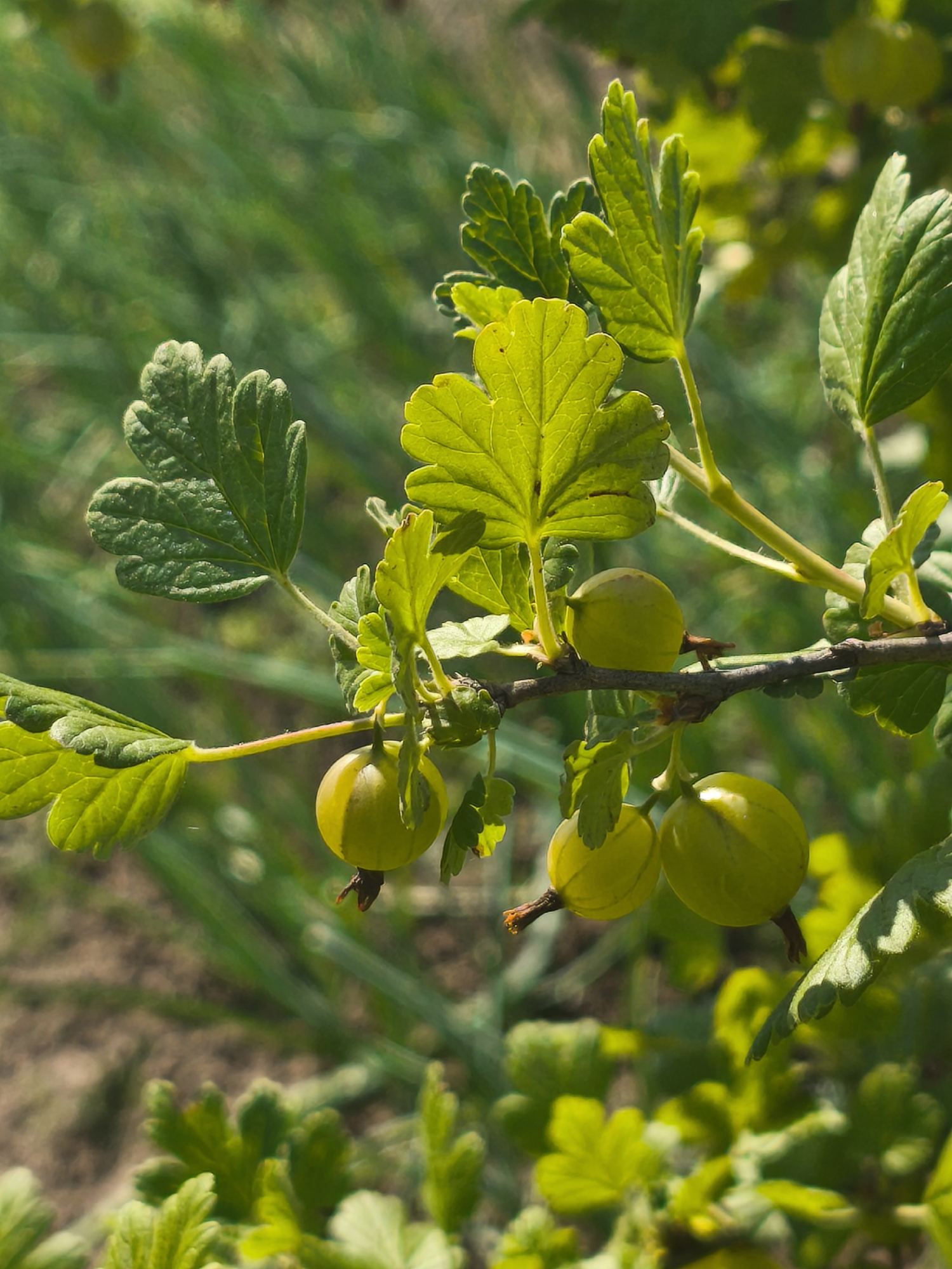 The image shows a close-up of a gooseberry bush in Kady, Russia. Several light green gooseberries are visible on a branch, surrounded by lush green leaves. The background is softly blurred, suggesting an outdoor setting with natural light. The overall impression is of a healthy plant in a garden or natural environment.
