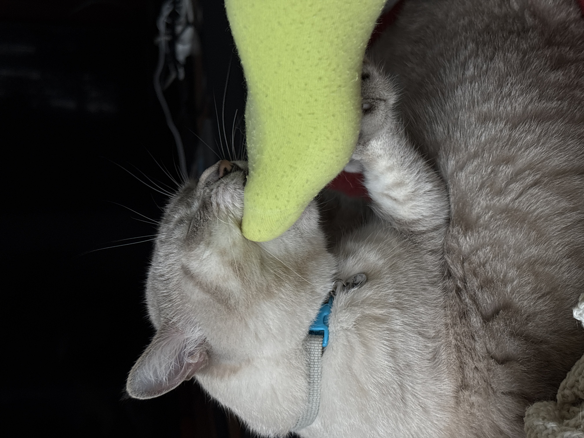 A domestic cat is biting into a bright green stuffed toy. The cat has light gray fur with darker tabby markings on its head and body. It is wearing a light gray collar with a blue buckle and a small silver tag. The cat's eyes are closed, and its mouth is clamped around the toy. Its front paws are holding the toy, and its body is curled up. The background is dark and out of focus, with some indistinct objects visible. The scene appears to be indoors, possibly in a home environment. There is no information available to place this image in Choeng Thale, Thailand.