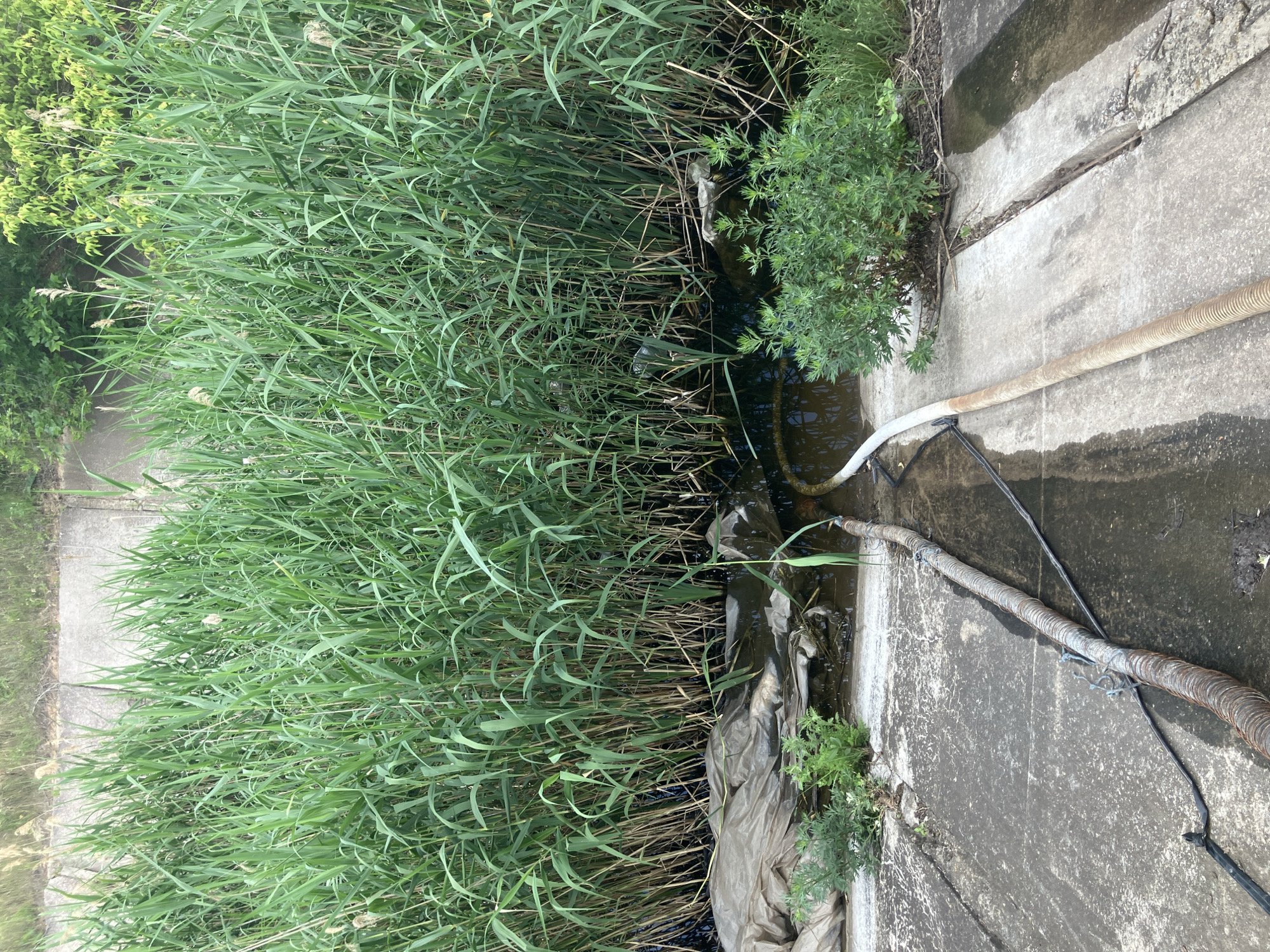 The image depicts a ditch filled with dark water and tall green reeds growing along its banks. Two hoses are visible, one made of corrugated metal and the other white, extending into the water. One hose is wrapped with wire and tied with rope. A large piece of grey plastic sheeting is submerged in the water near the bank, and other debris is also present. A small bush grows to the right of the scene. The ditch appears to be lined with concrete on the sides, with some cracks and visible rebar in the concrete. The background shows more vegetation and a concrete structure. The scene is located in Berdyansk, Ukraine, by a ditch.