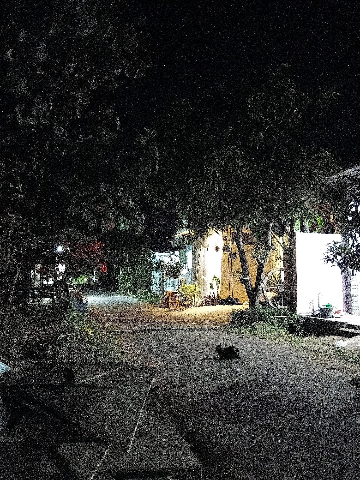 In the city of Cikal, Indonesia, a tranquil night scene unfolds on a paved pathway. The pathway, illuminated by ambient light, leads through a dimly lit area with lush vegetation on either side. Towering trees with dense foliage cast shadows, creating a serene and somewhat mysterious atmosphere.
A black cat is the sole visible animal, resting peacefully on the pathway. In the background, structures suggestive of a residential or commercial area are visible, with windows glowing warmly from interior lights. One building features a large, white wall, possibly a canvas or a facade. Adjacent to it, a rustic wooden wheel stands as a decorative element. A green bucket and a faucet are also present near the white wall, implying some form of outdoor utility.
The overall impression is one of a quiet, suburban or rural setting at night, with natural elements intertwined with human-made structures. The lighting is subdued, enhancing the peaceful and somewhat isolated character of the scene.