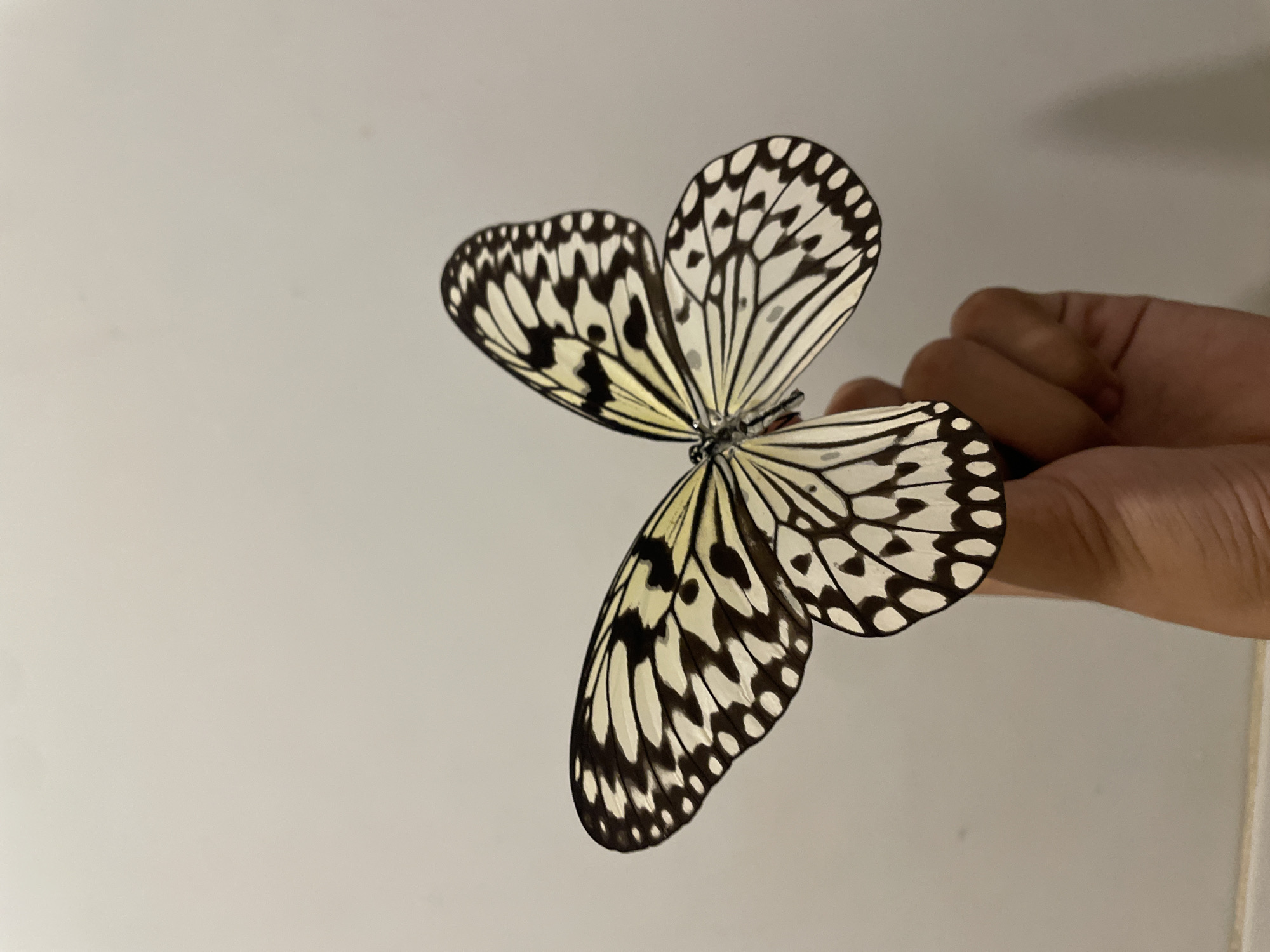 A Paper Kite butterfly (Idea leuconoe) with distinctive black and white patterns across its extended wings is centrally positioned, held gently by a human hand. The butterfly's wings are spread open, revealing intricate black venation and spots against a predominantly white background, with hints of pale yellow coloration closer to the body. The butterfly's body is largely obscured by the fingers. The hand, exhibiting a medium-brown skin tone, supports the butterfly from below, with visible portions of the thumb, index, and middle fingers. The background is an undifferentiated, light-toned wall, likely off-white or light gray, illuminated evenly with no harsh shadows. The environment is indoors. The scene is situated in Davao City, Philippines.
