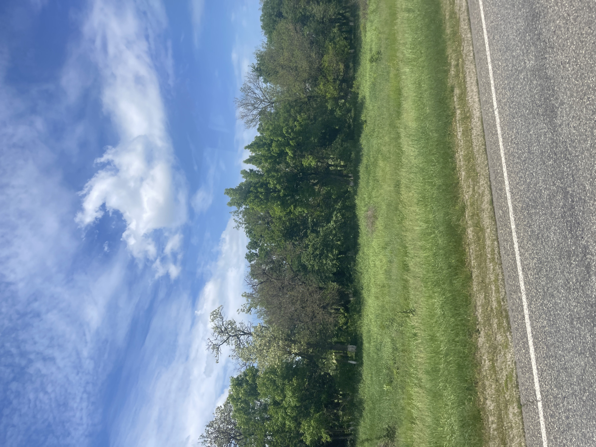 The image shows a view from the side of a road. On the right, asphalt pavement with a white lane marking is visible. Next to the road is a strip of green grass. Beyond the grass, there is a line of trees with varying shades of green foliage. Above the trees, a blue sky is filled with white clouds. The image may be of a location outside of a city as there is a prevalence of vegetation. This image does not depict Moskovskoe, Russia.