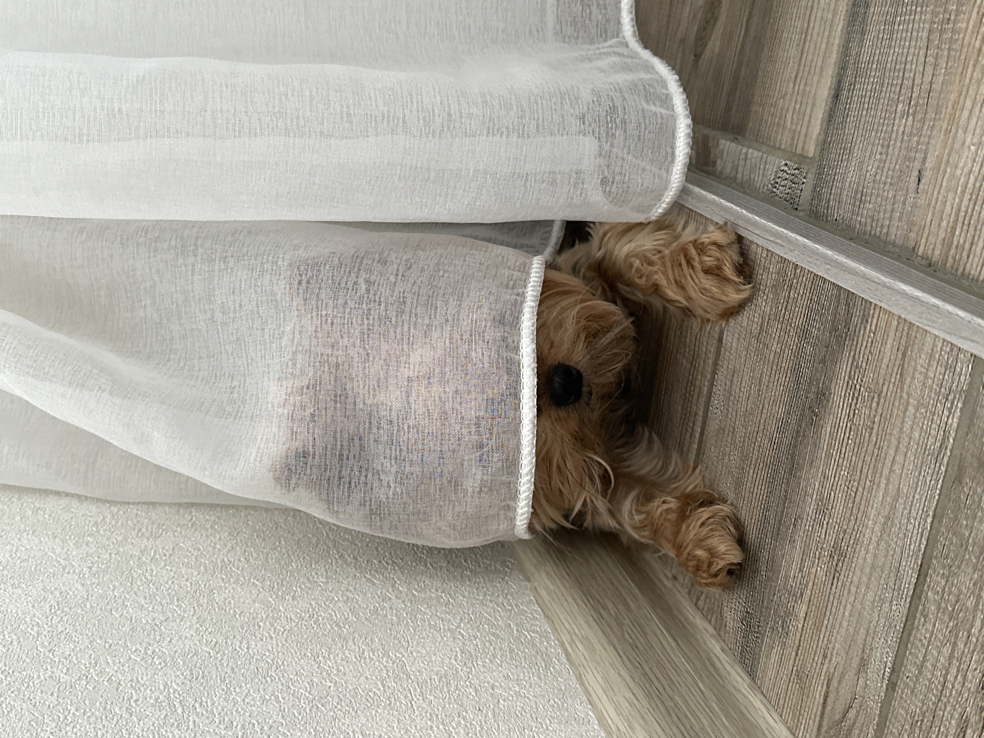 A small, light-brown terrier-type dog is partially hidden behind and underneath white, translucent curtains or blinds. The dog's head, front paws, and part of its body are visible. The background consists of a white textured wall on the left and a wood-patterned wall on the right.